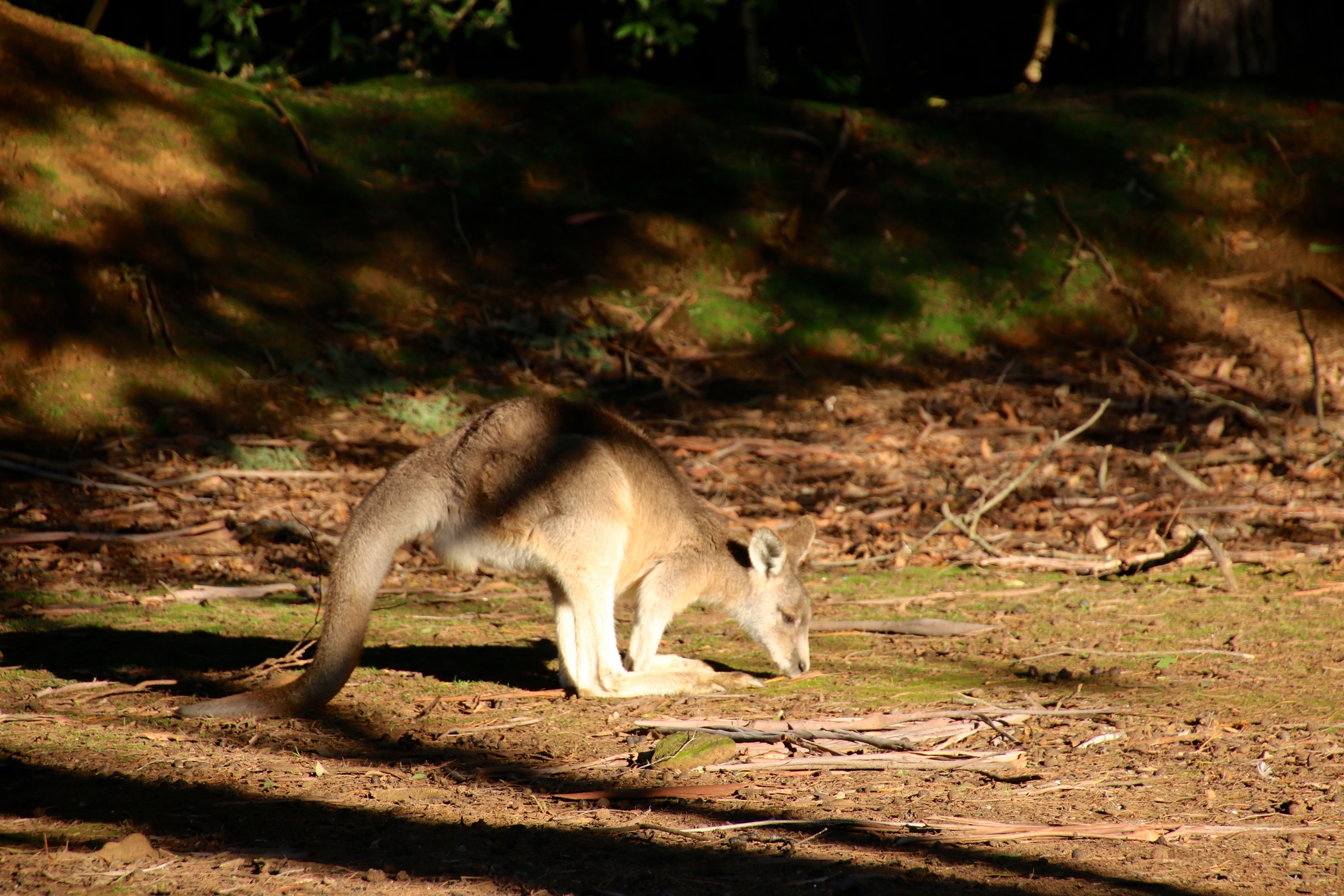 spiritedtable_tasmaniandevil_hobart_australia_travels_photo - 25.JPG