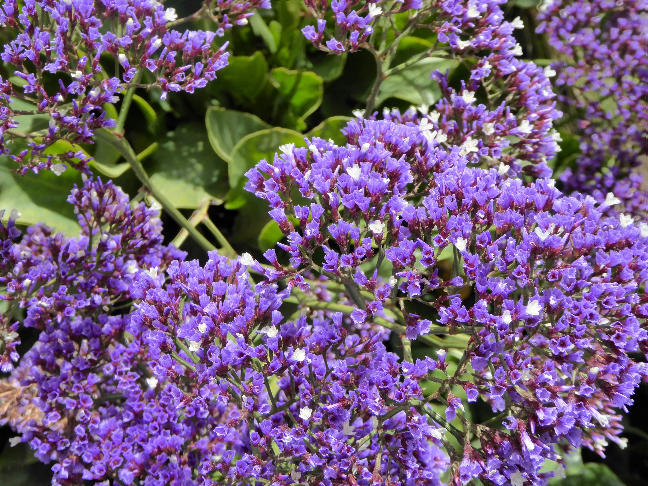 santa ynez valley_solvang_flowers_spiritedtable_photo.4.jpg