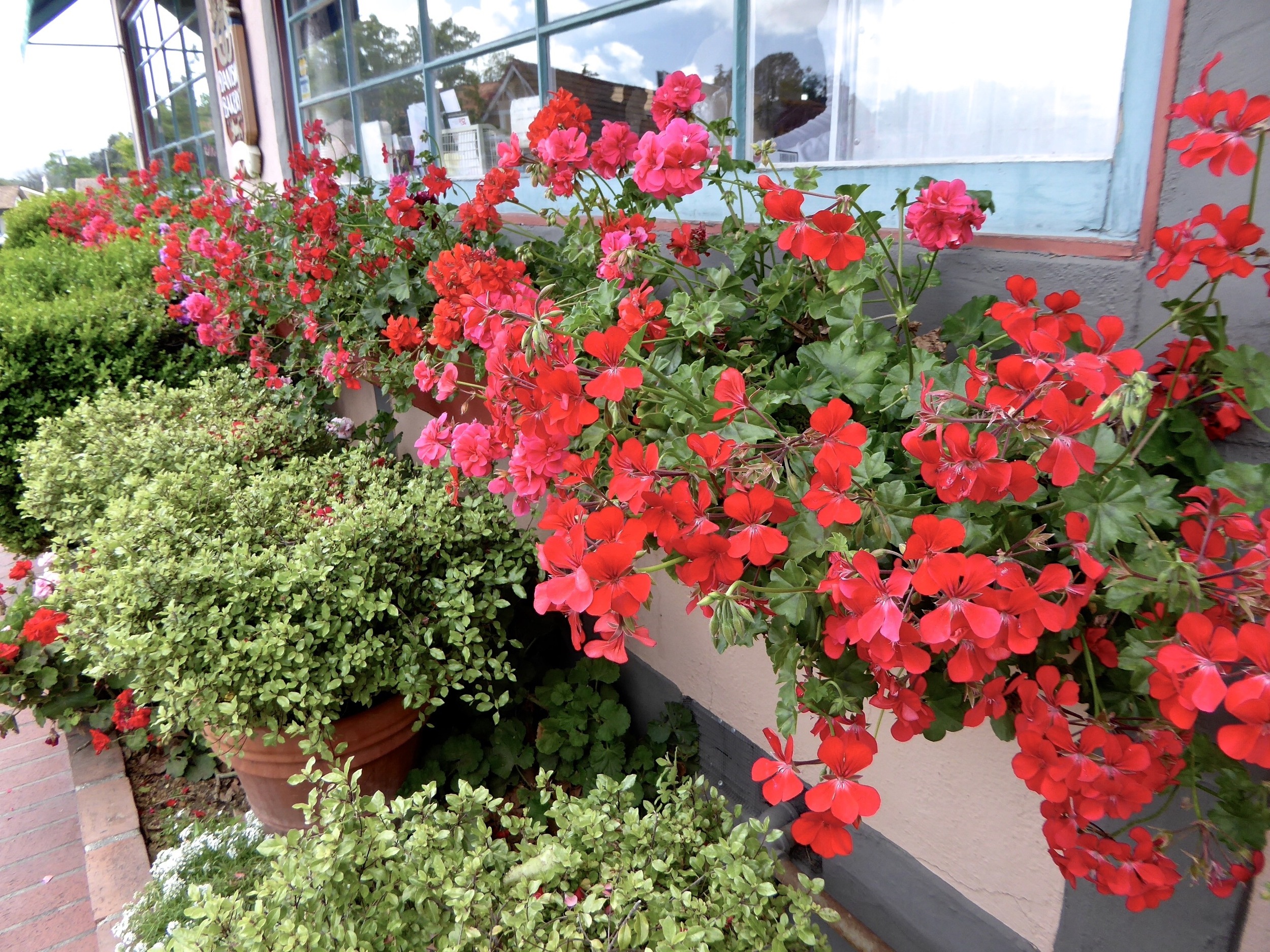 santa ynez valley_solvang_flowers_spiritedtable_photo.5.jpg