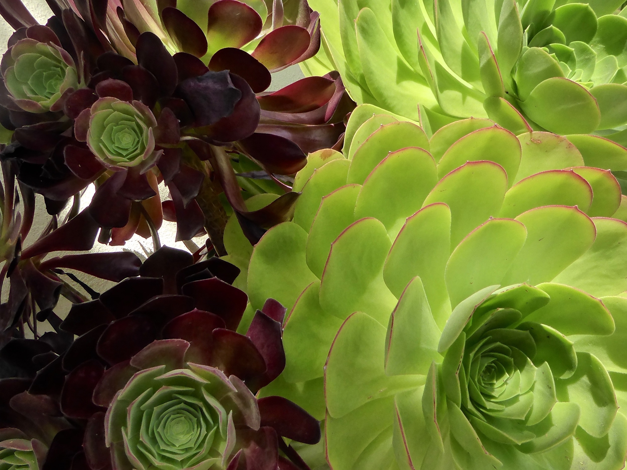 santa ynez valley_solvang_flowers_spiritedtable_photo.2.jpg