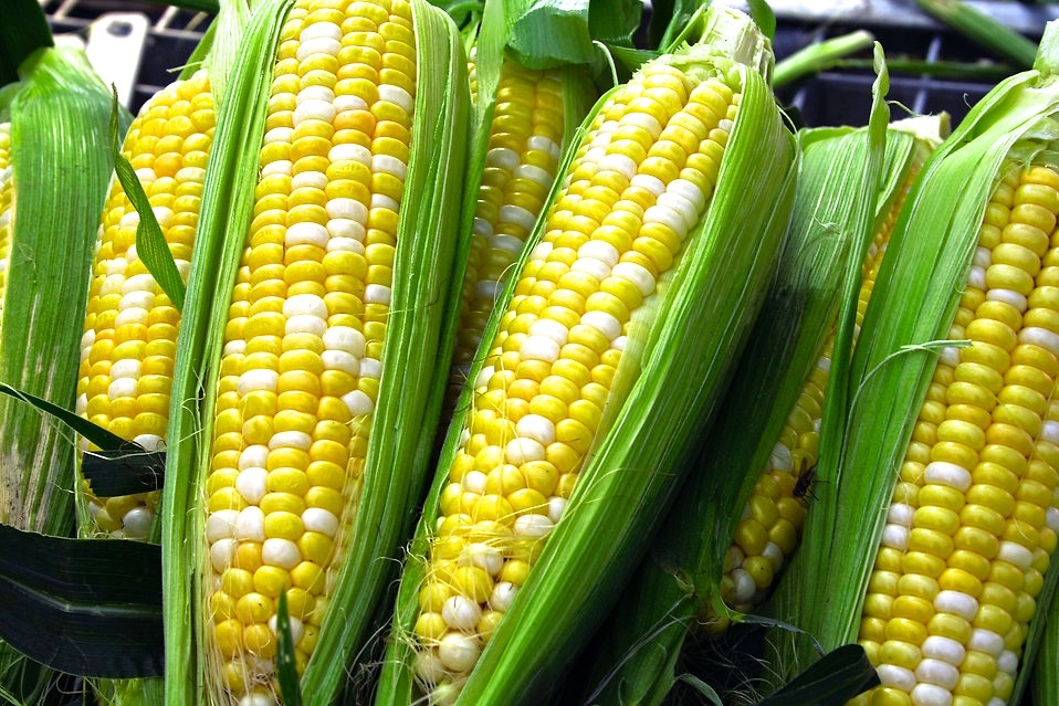 Corn_photo_spiritedtable_photo.1.jpg