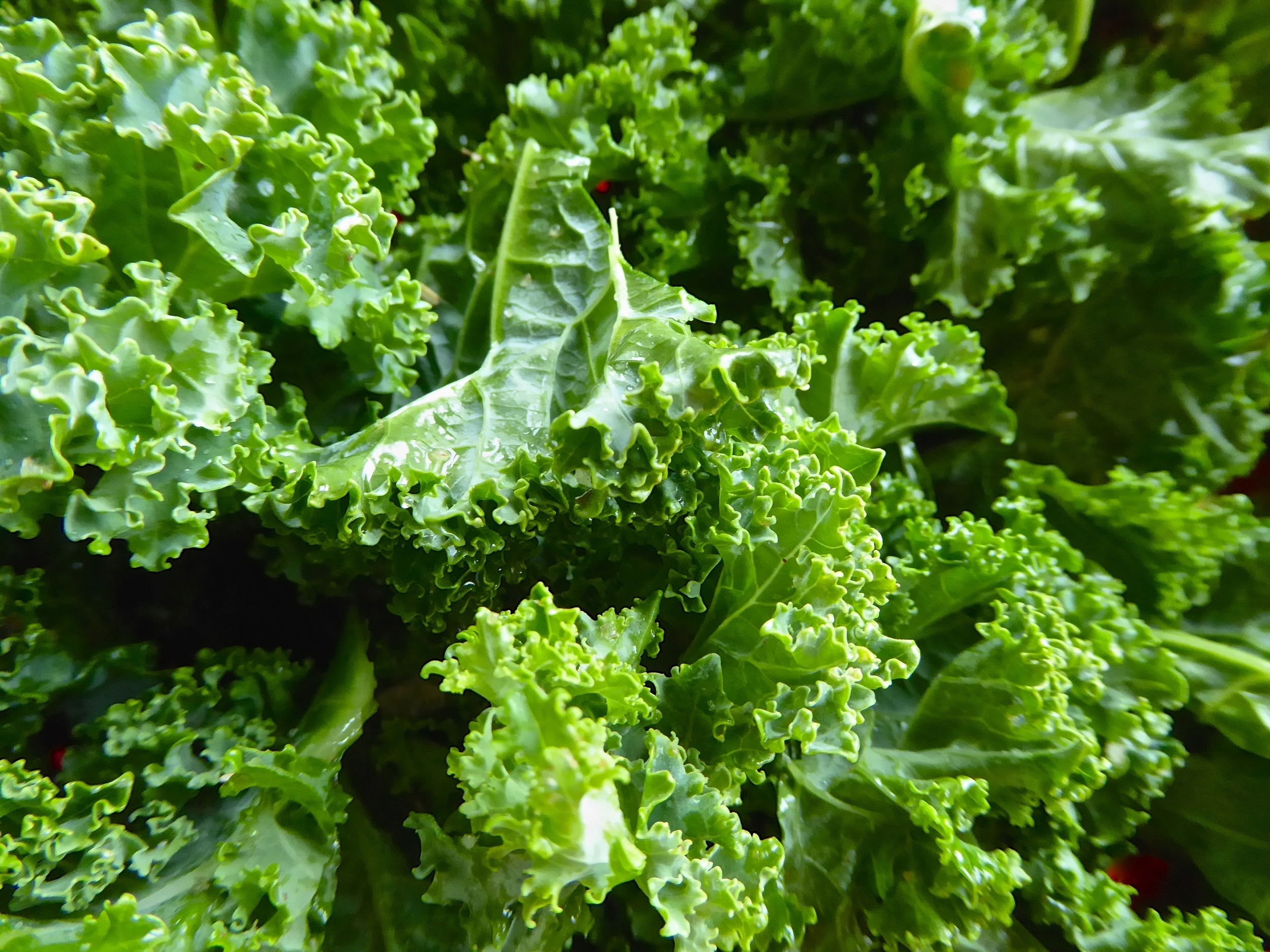 Kale_cks_spiritedtable_photo.1.jpg