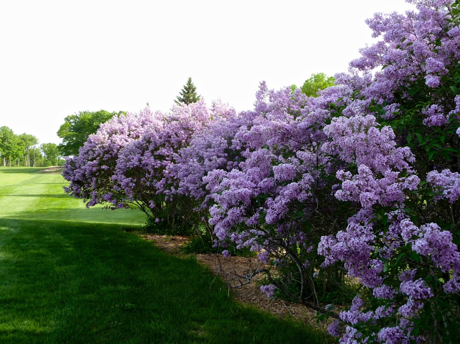 Spring at Hazeltine