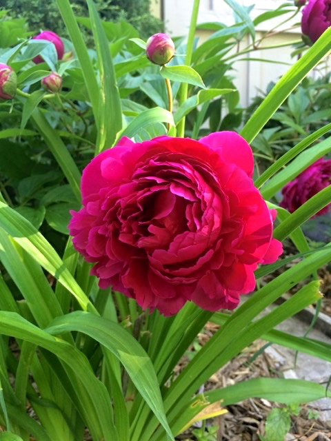 zehorit_peony_summerparty_photo.1.jpg