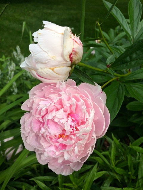 zehorit_peony_summerparty_photo.2.jpg