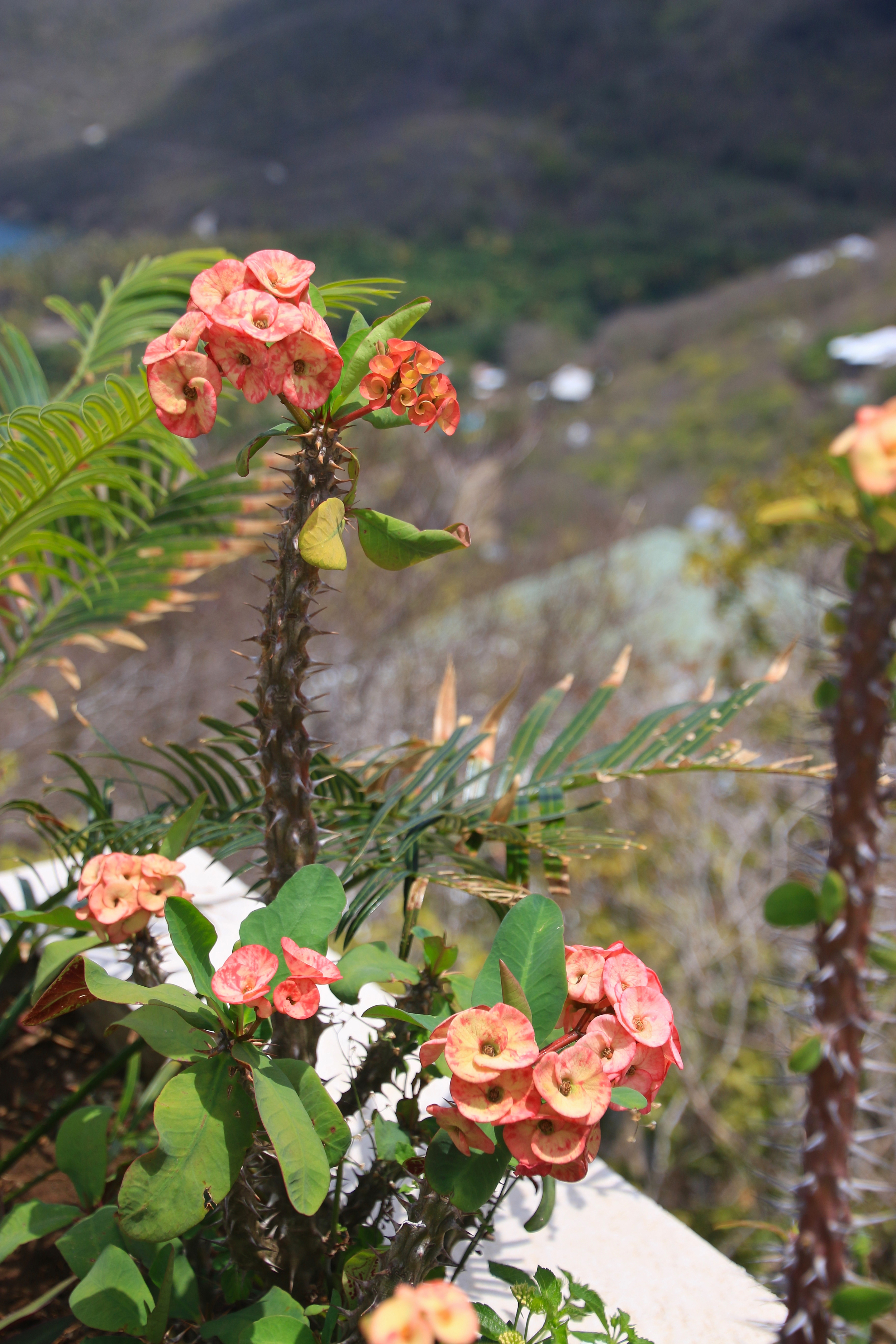 teri_bequia_house_spiritedtable_photo07.jpg