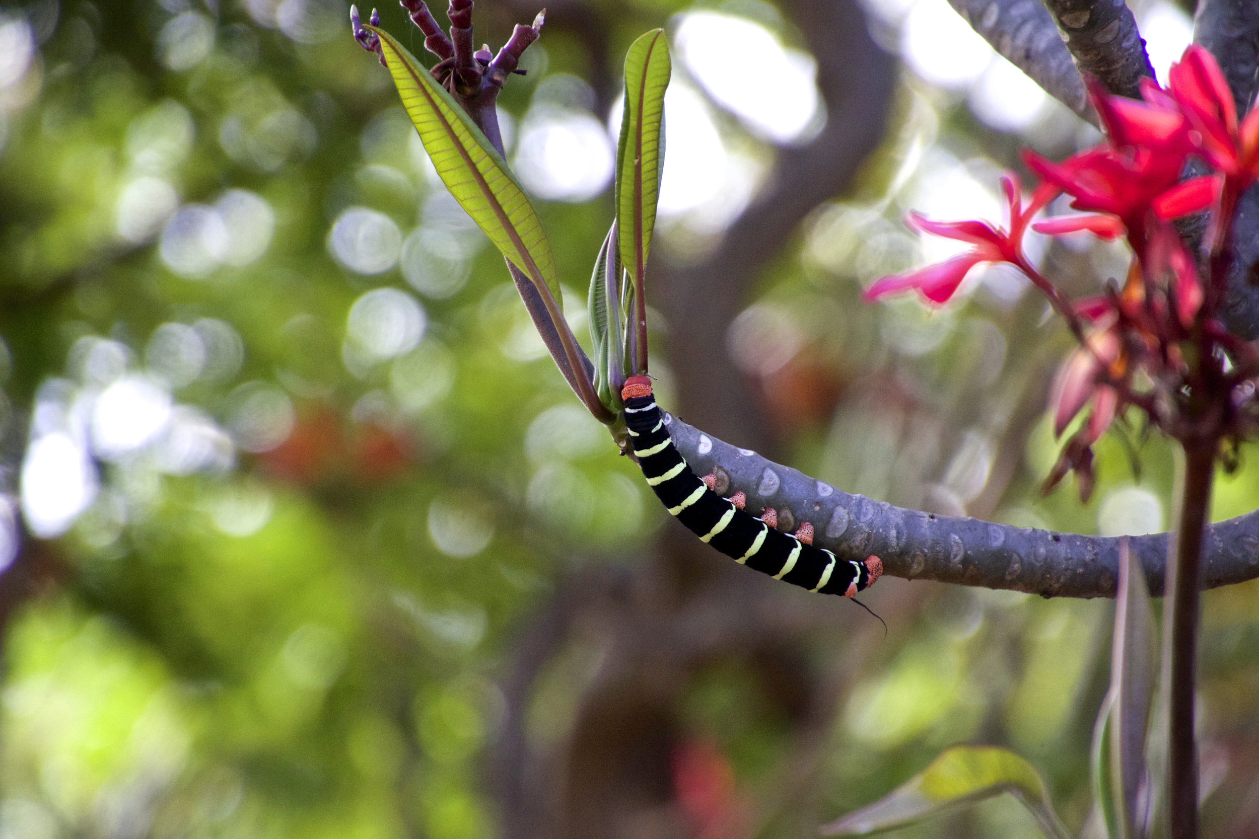 teri_bequia_house_spiritedtable_photo13.jpg