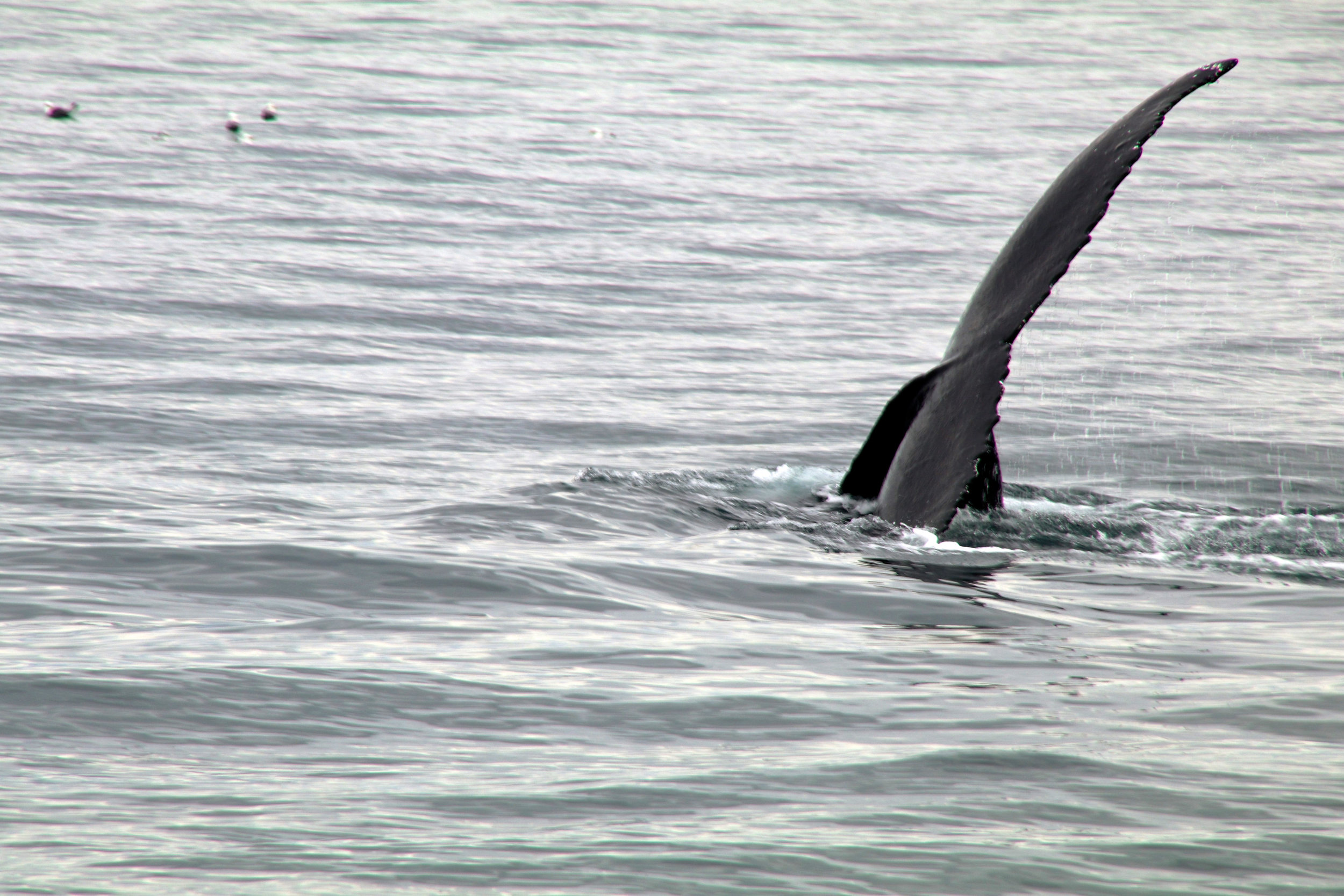 Teri_Iceland_boatride_whales_puffinbirds_spiritedtable_photo.19.jpg