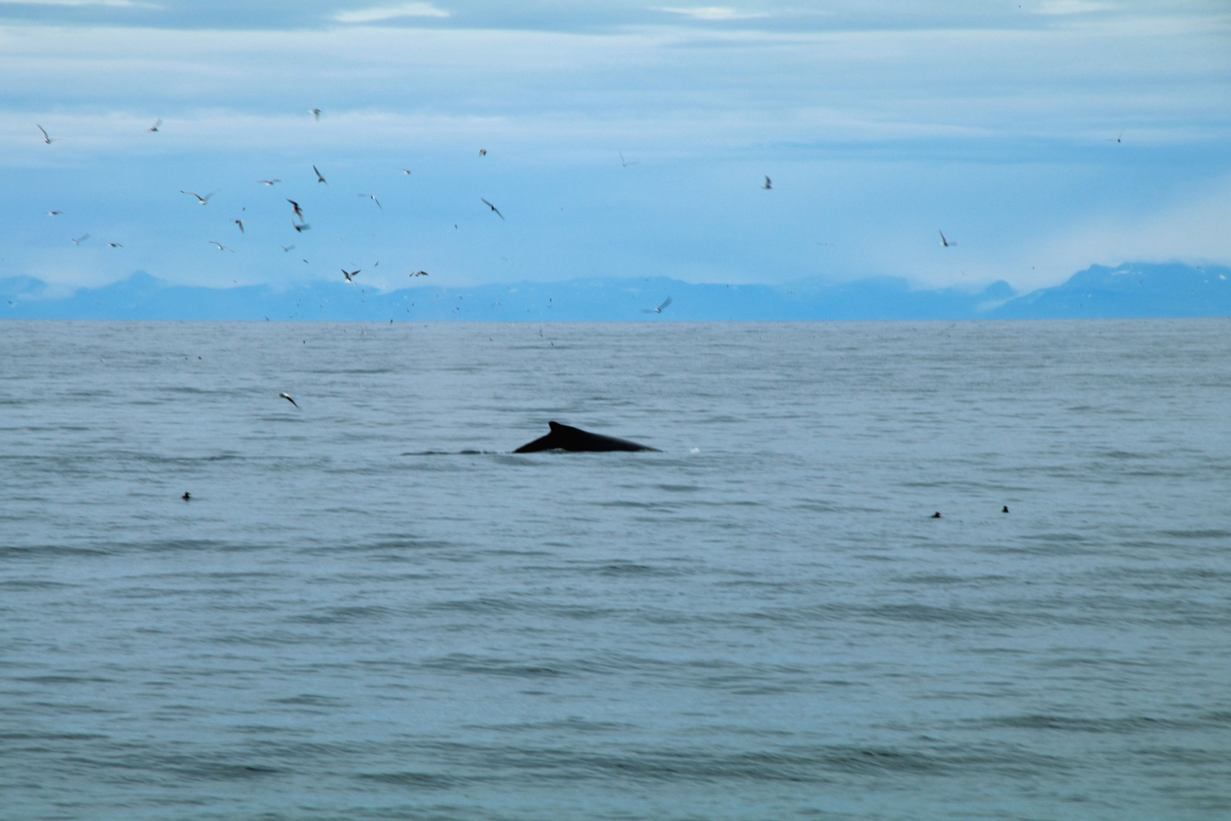 Teri_Iceland_boatride_whales_puffinbirds_spiritedtable_photo.22.jpg