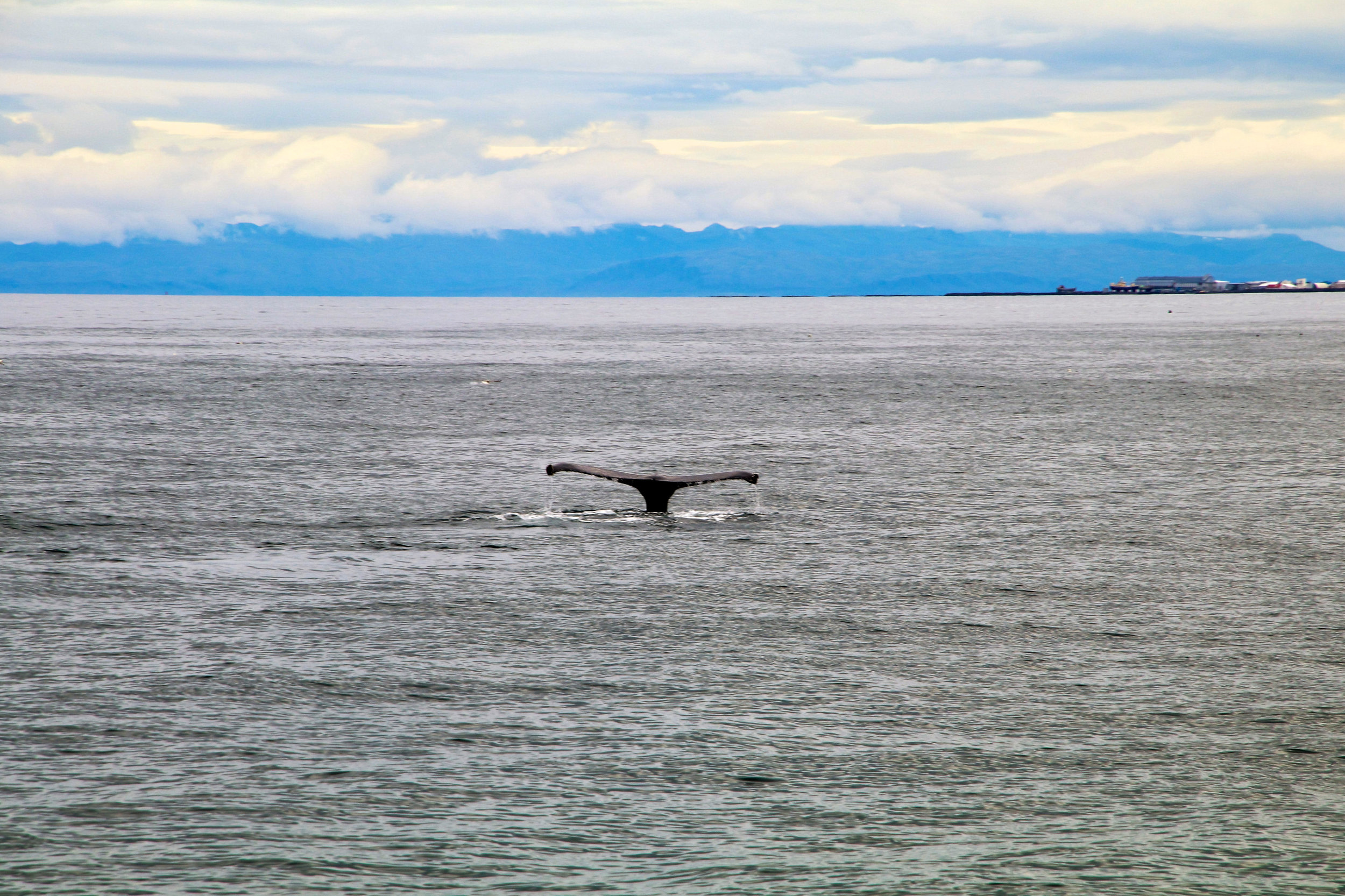 Teri_Iceland_boatride_whales_puffinbirds_spiritedtable_photo.24.jpg