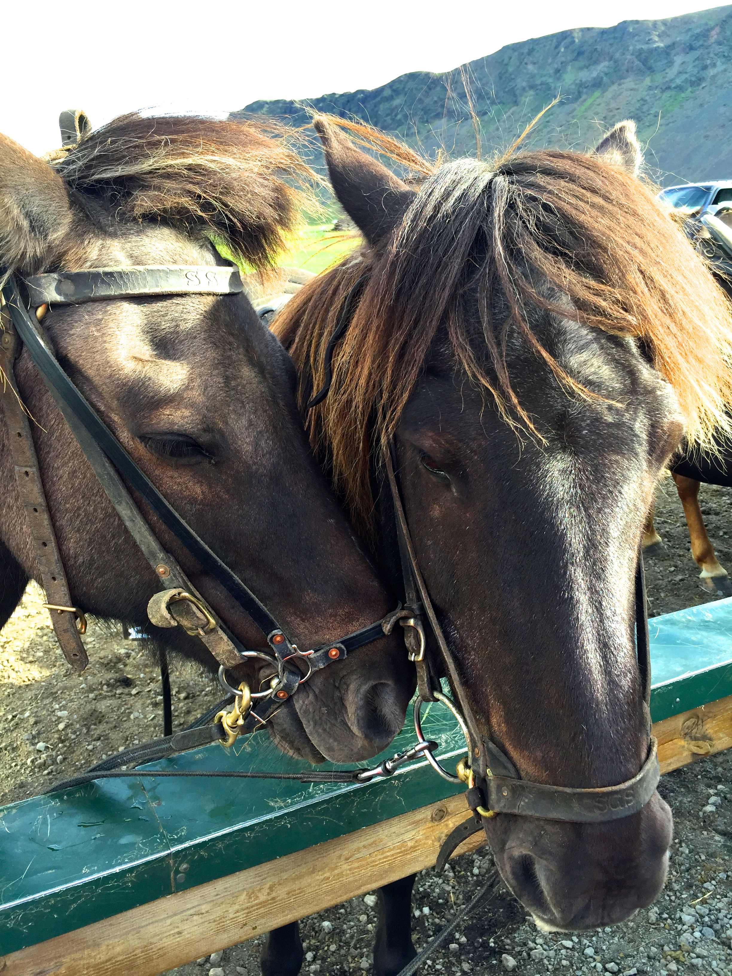 teri_horsebackriding_Iceland_spiritedtable_photo2.jpg