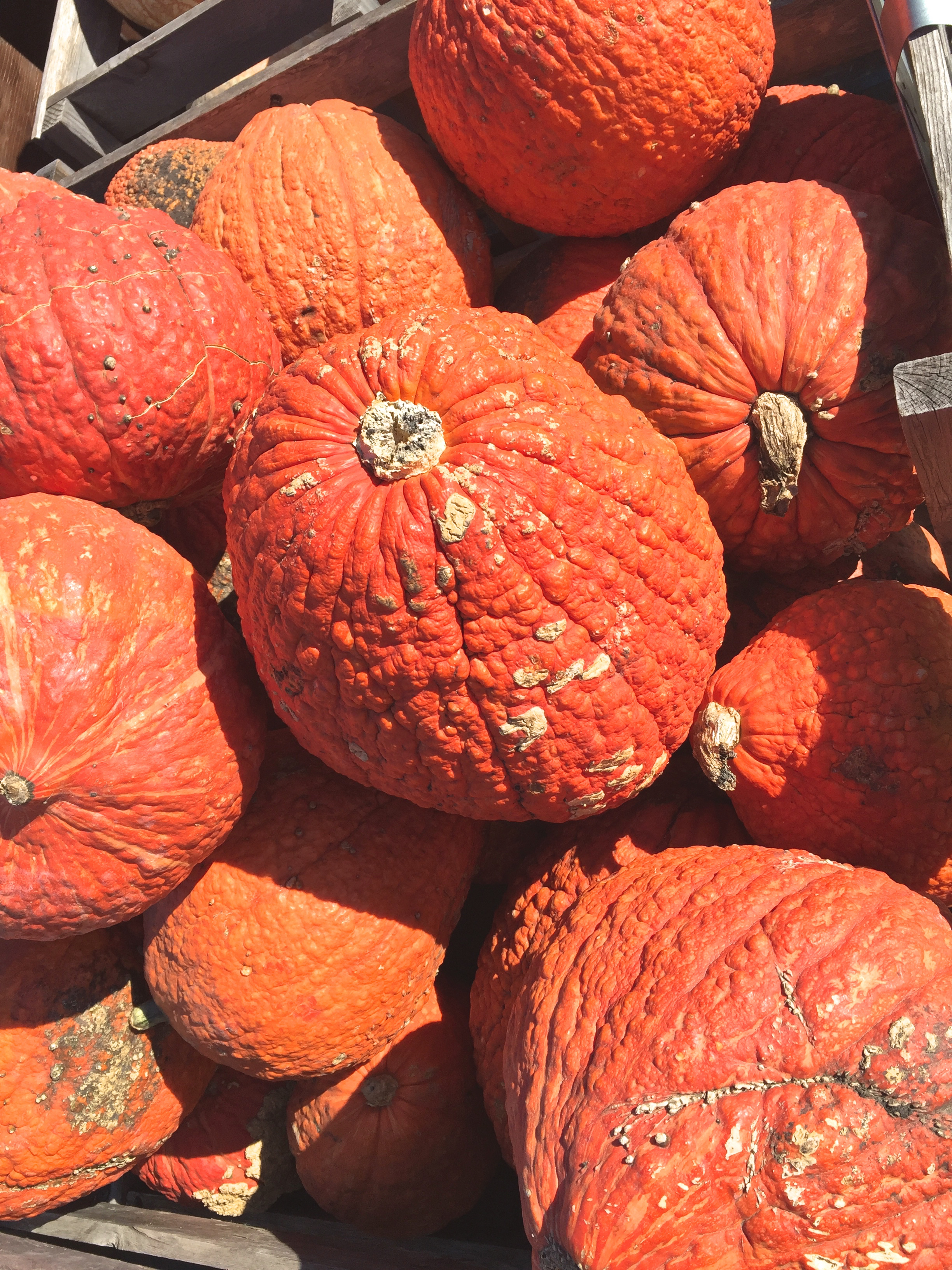 cindi_pumpkins_fall_spiritedtable_photo4.jpg