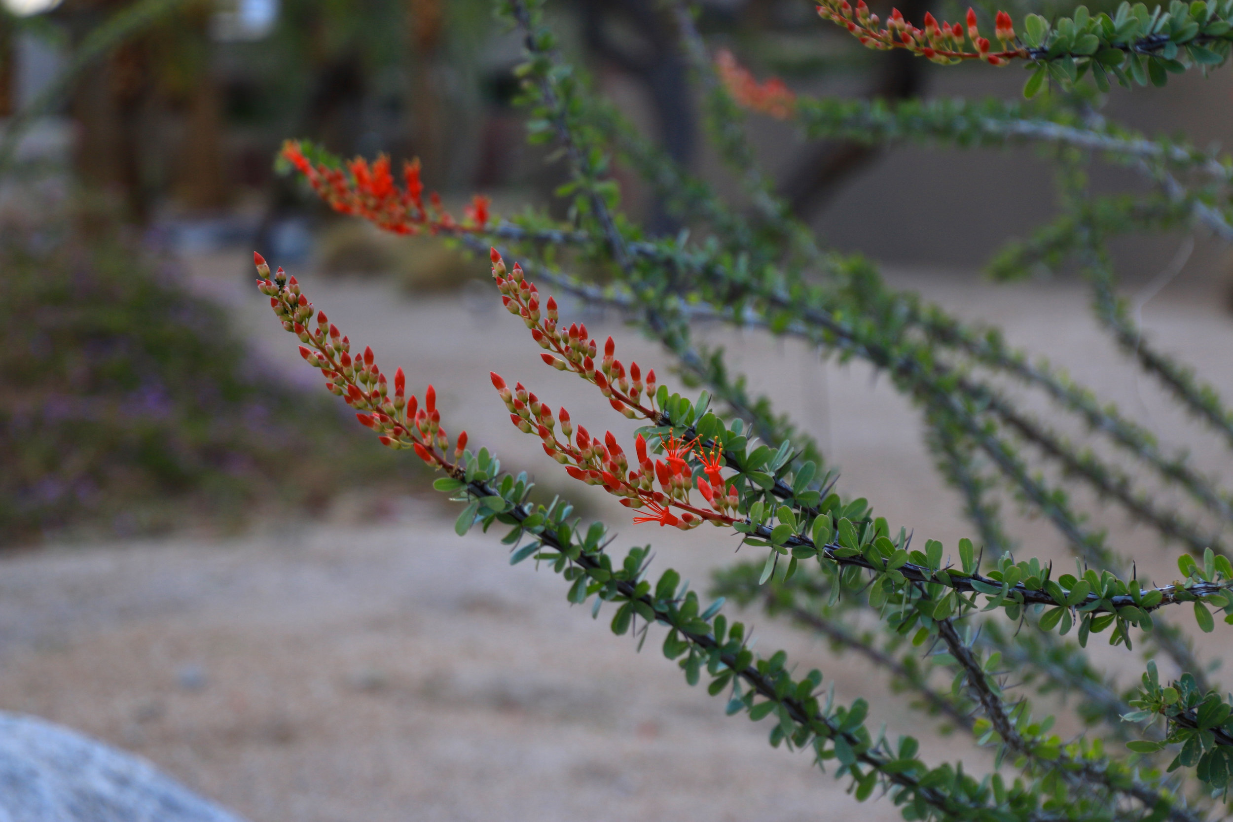 Teri_PalmSprings_scenery_dessert_flora_spiritedtable_photo03.jpg