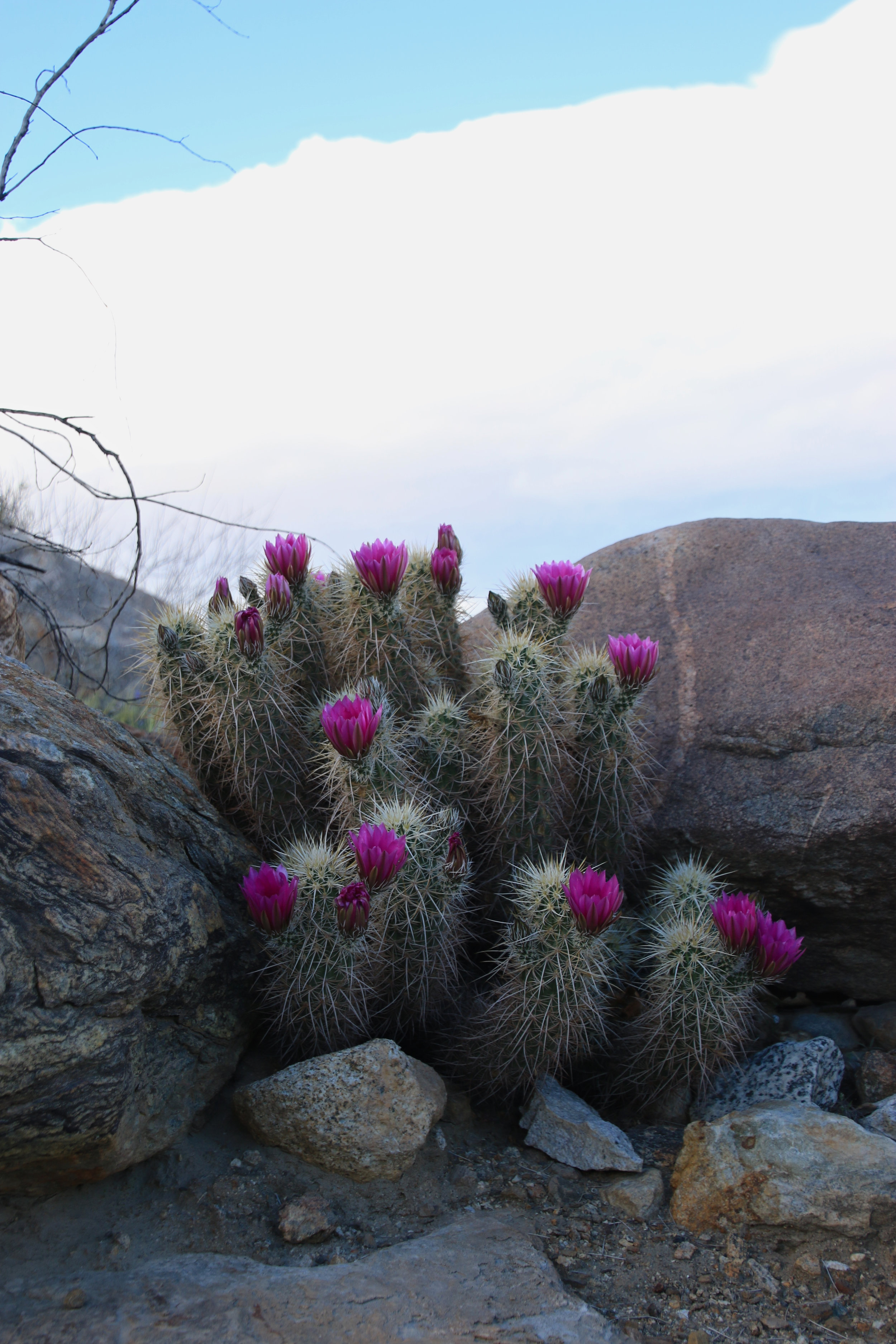 Teri_PalmSprings_scenery_dessert_flora_spiritedtable_photo13.jpg