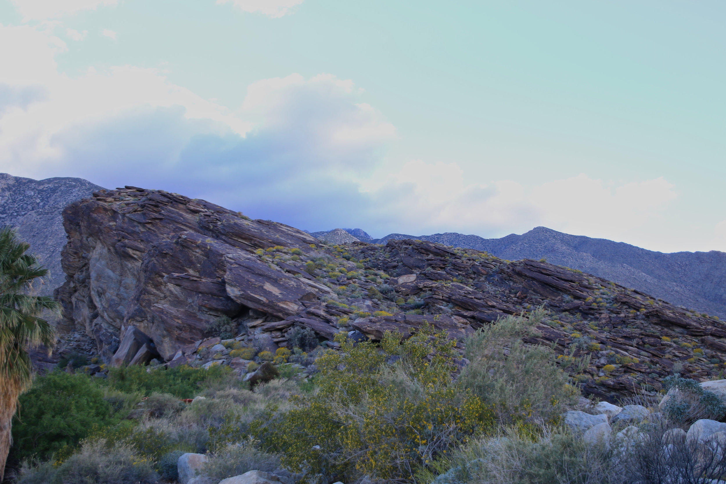 Teri_PalmSprings_scenery_dessert_flora_spiritedtable_photo08.jpg