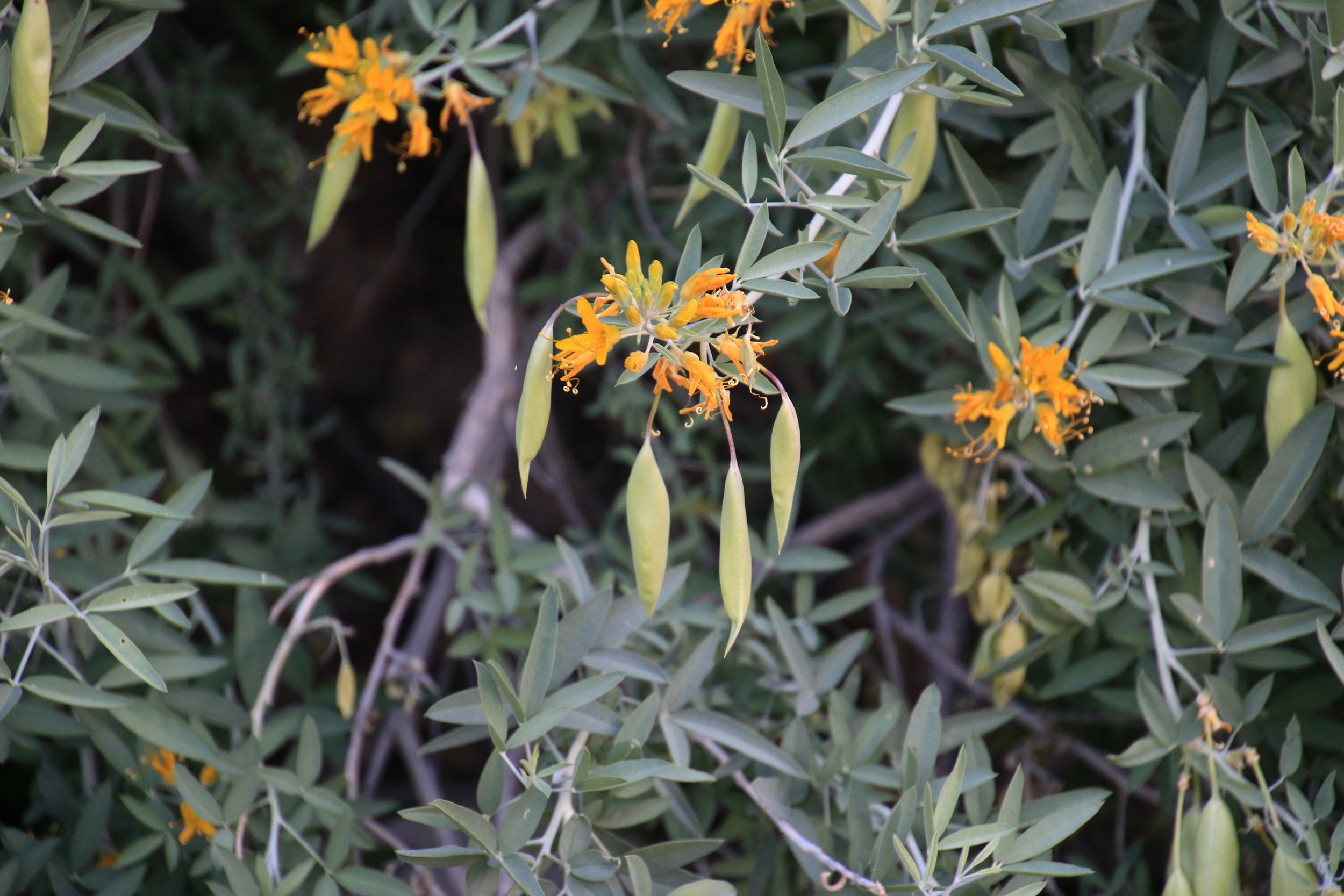 Teri_PalmSprings_scenery_dessert_flora_spiritedtable_photo09.jpg