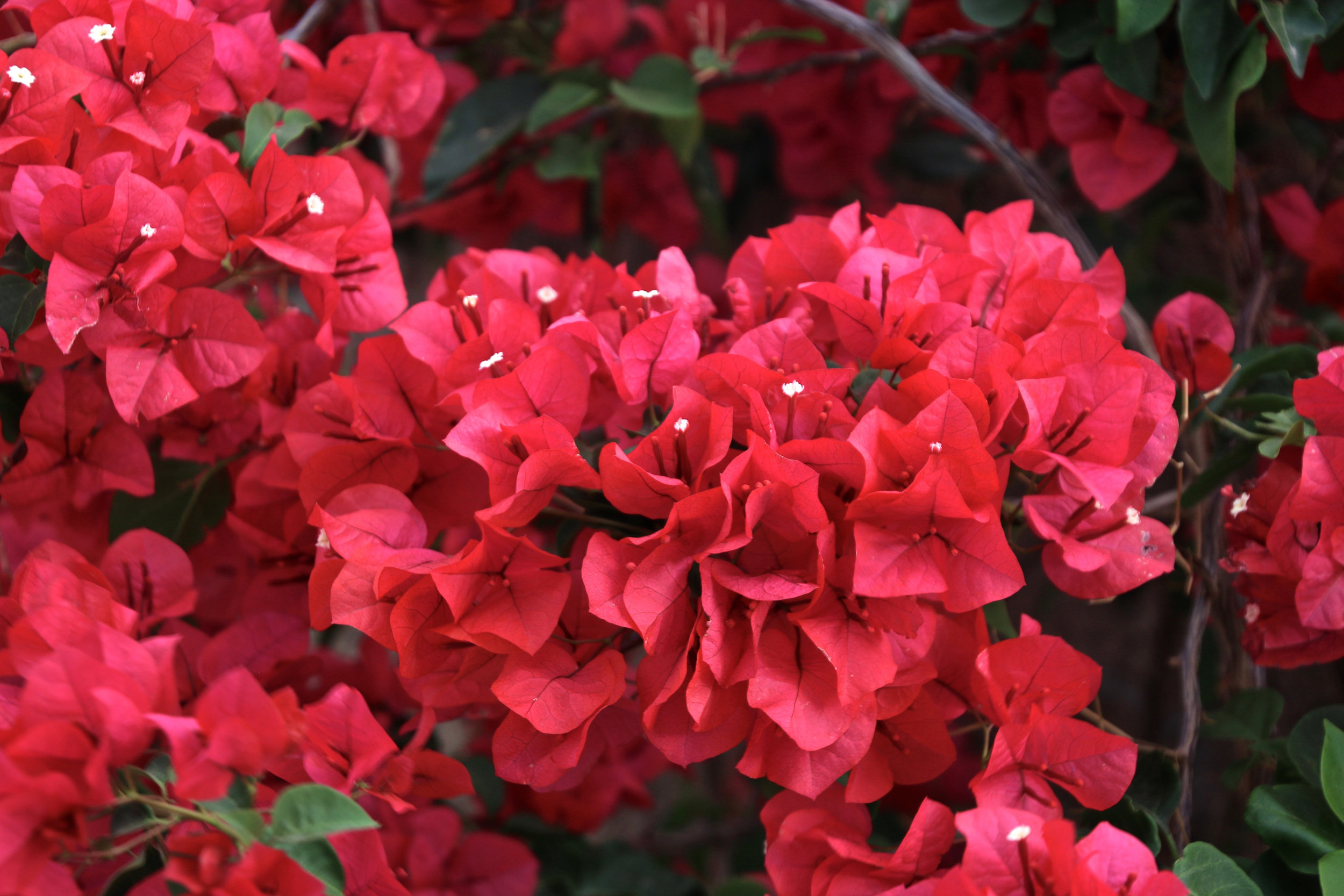 Teri_PalmSprings_scenery_dessert_flora_spiritedtable_photo02.jpg