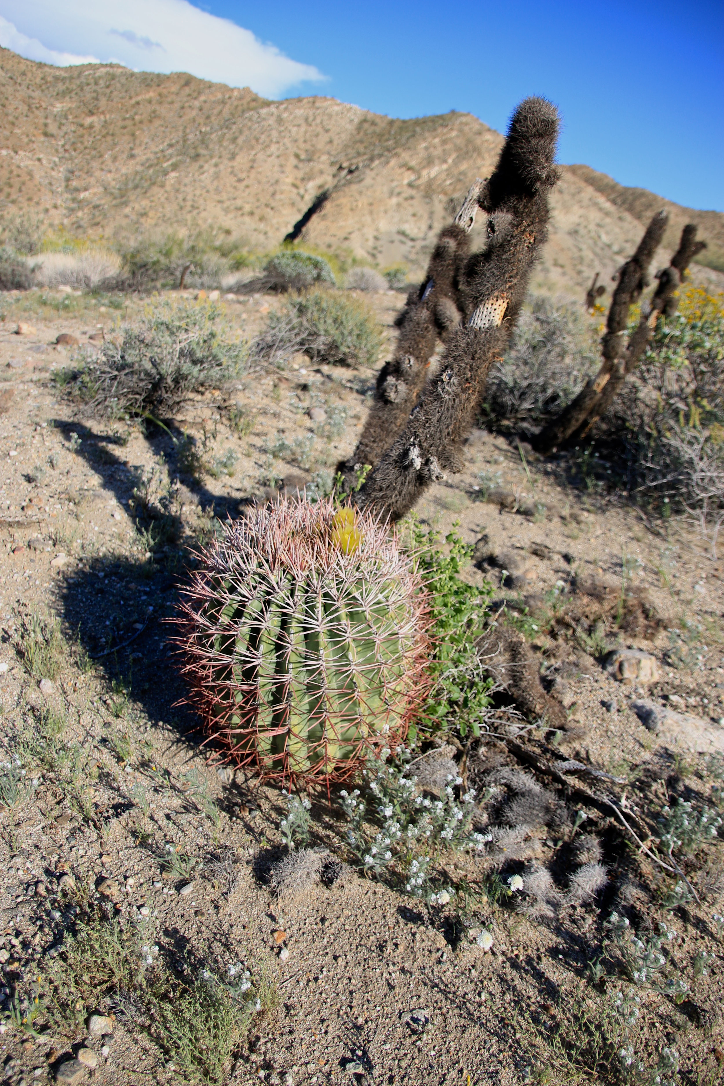 Teri_PalmSprings_scenery_dessert_flora_spiritedtable_photo15.jpg