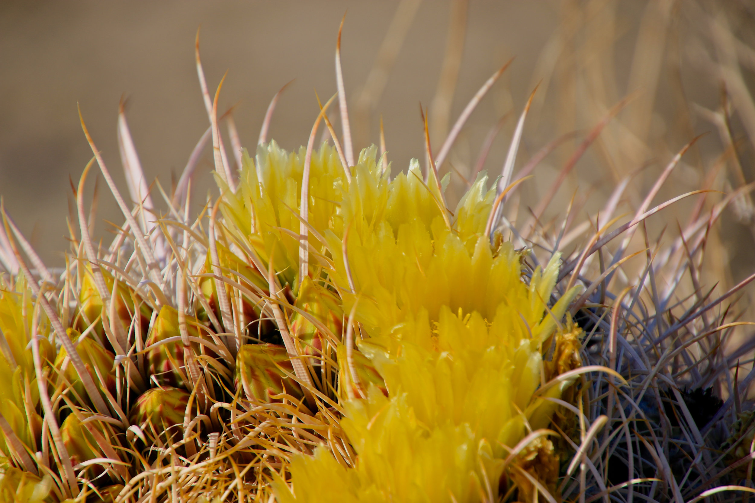 Teri_PalmSprings_scenery_dessert_flora_spiritedtable_photo21.jpg