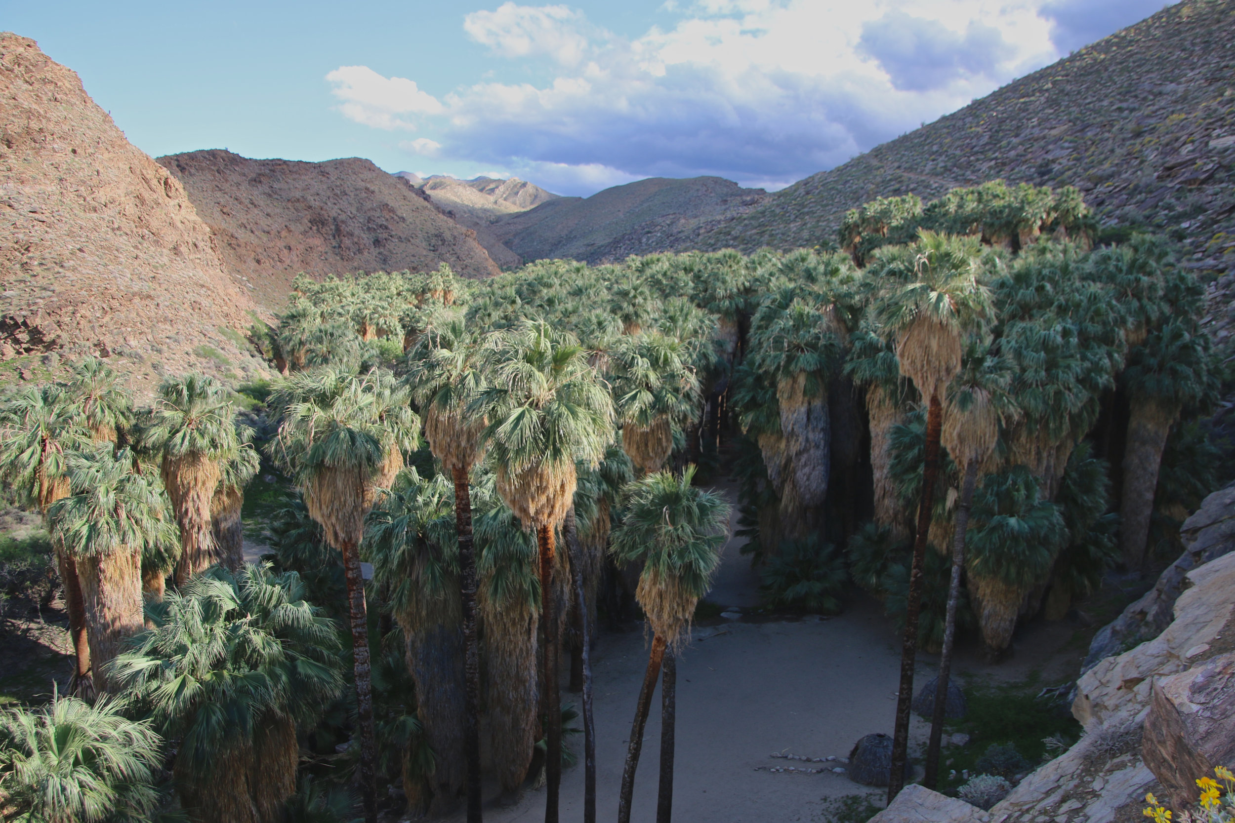 Teri_PalmSprings_scenery_dessert_flora_spiritedtable_photo25.jpg