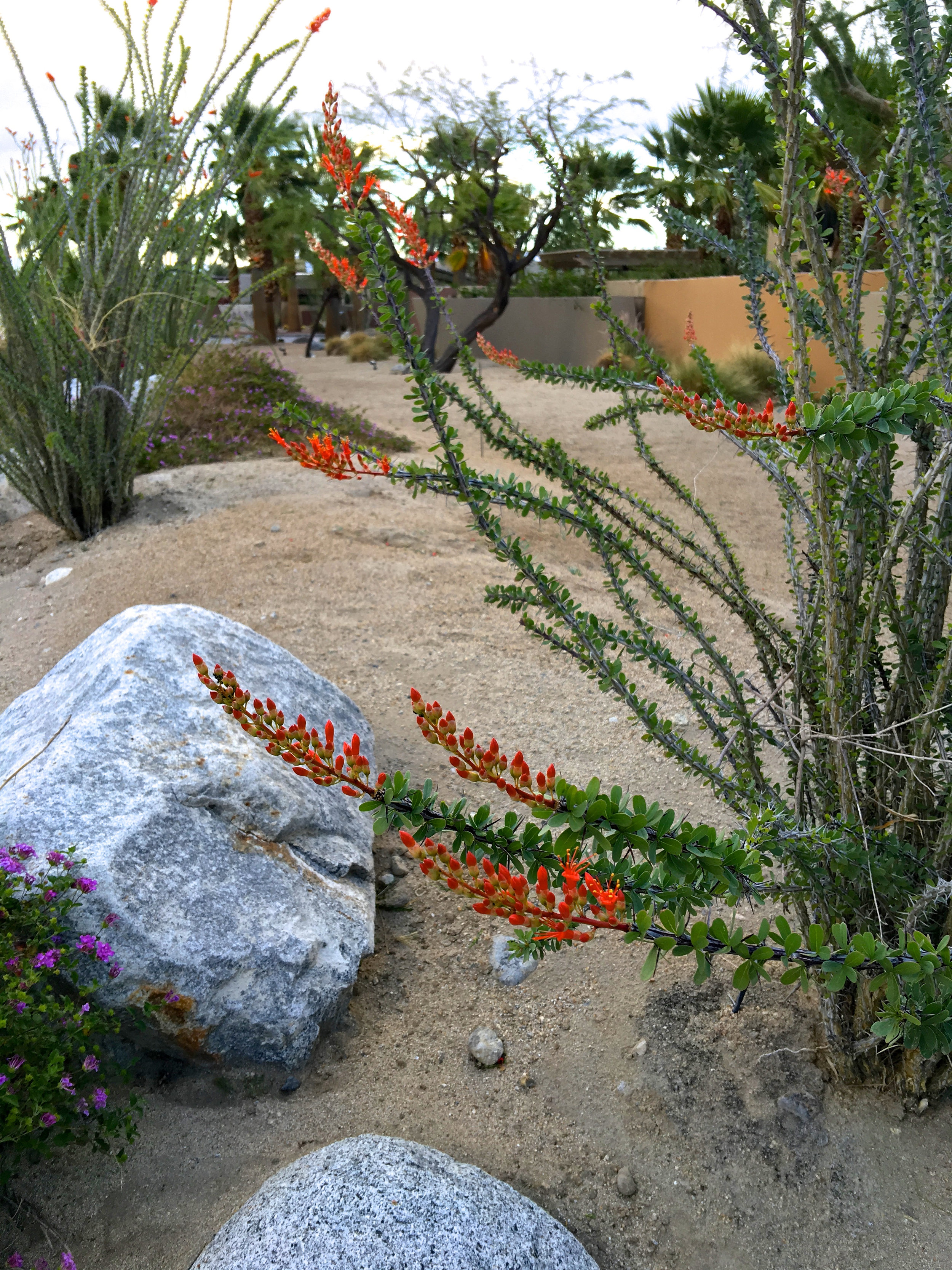 Teri_PalmSprings_scenery_dessert_flora_spiritedtable_photo43.jpg