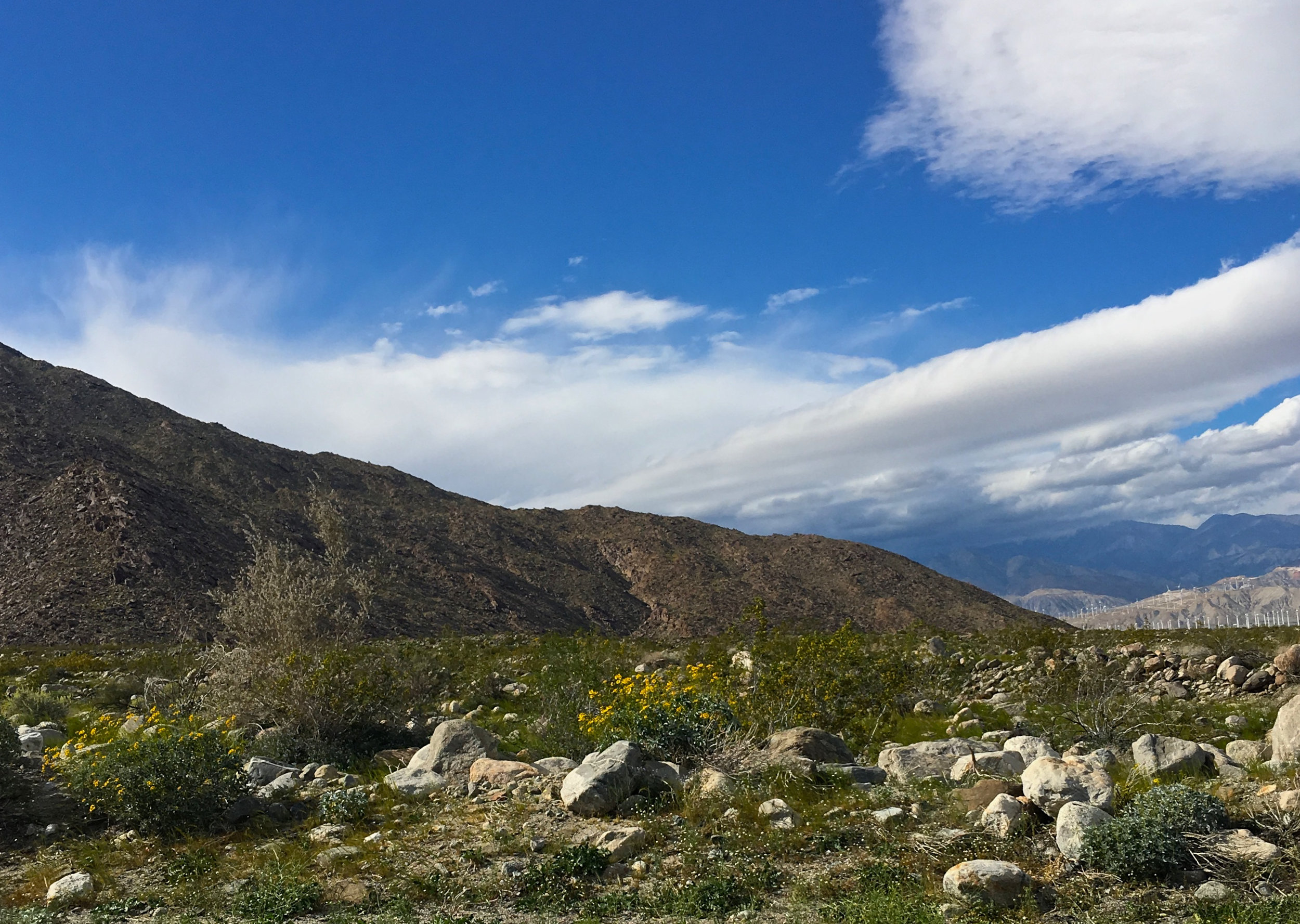 Teri_PalmSprings_scenery_dessert_flora_spiritedtable_photo68.jpg