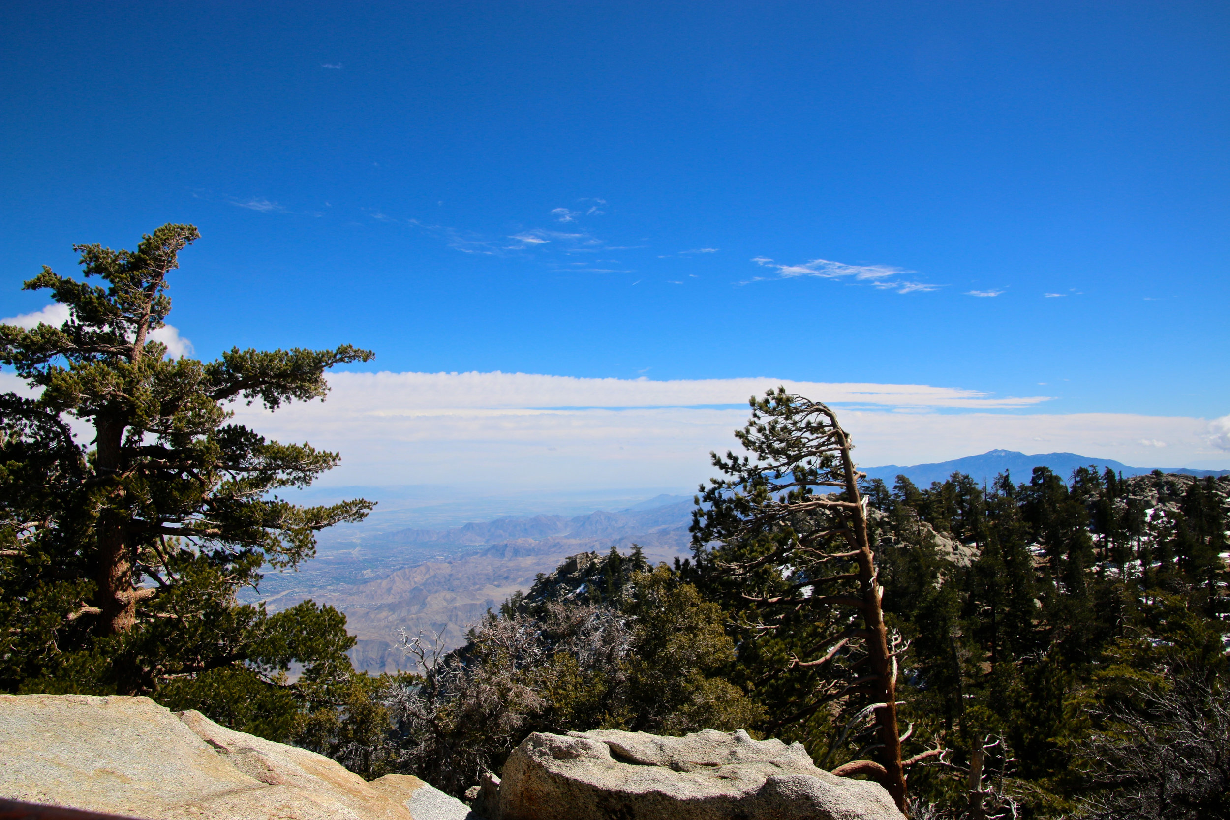 Teri_PalmSprings_scenery_dessert_flora_spiritedtable_photo67.jpg