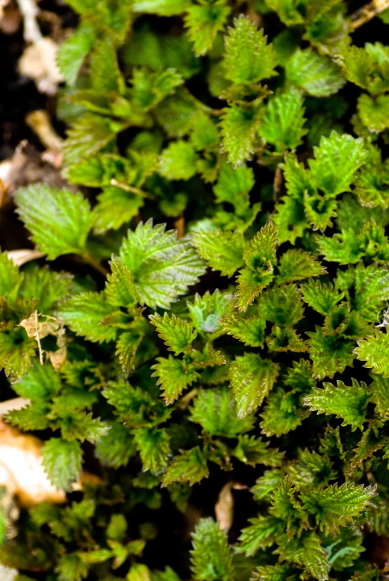 loonorganics_winter_greens_spiritedtable_photo3.jpg