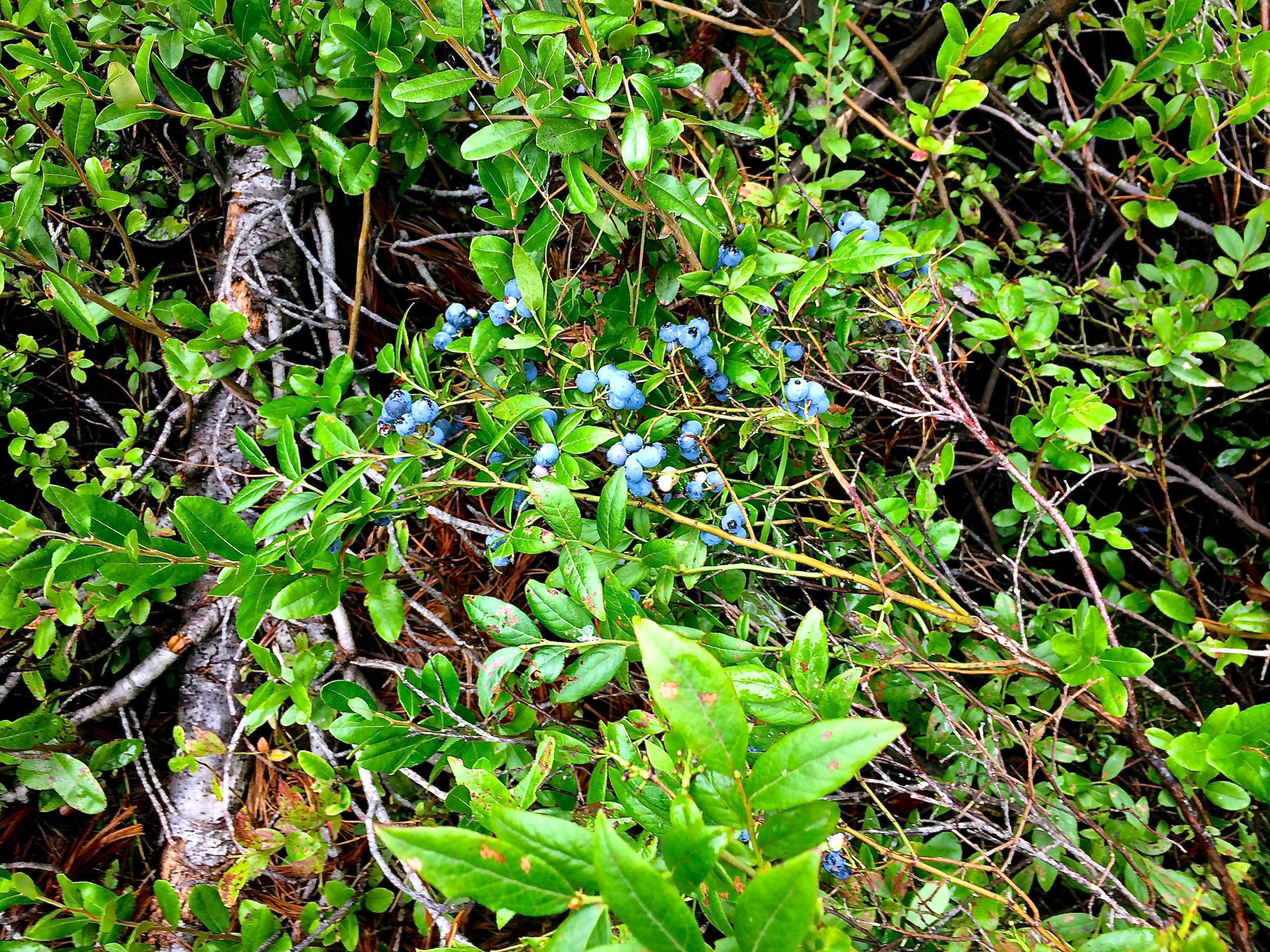 cindi_madeline_berrypicking_heather_spiritedtable_photo2.jpg