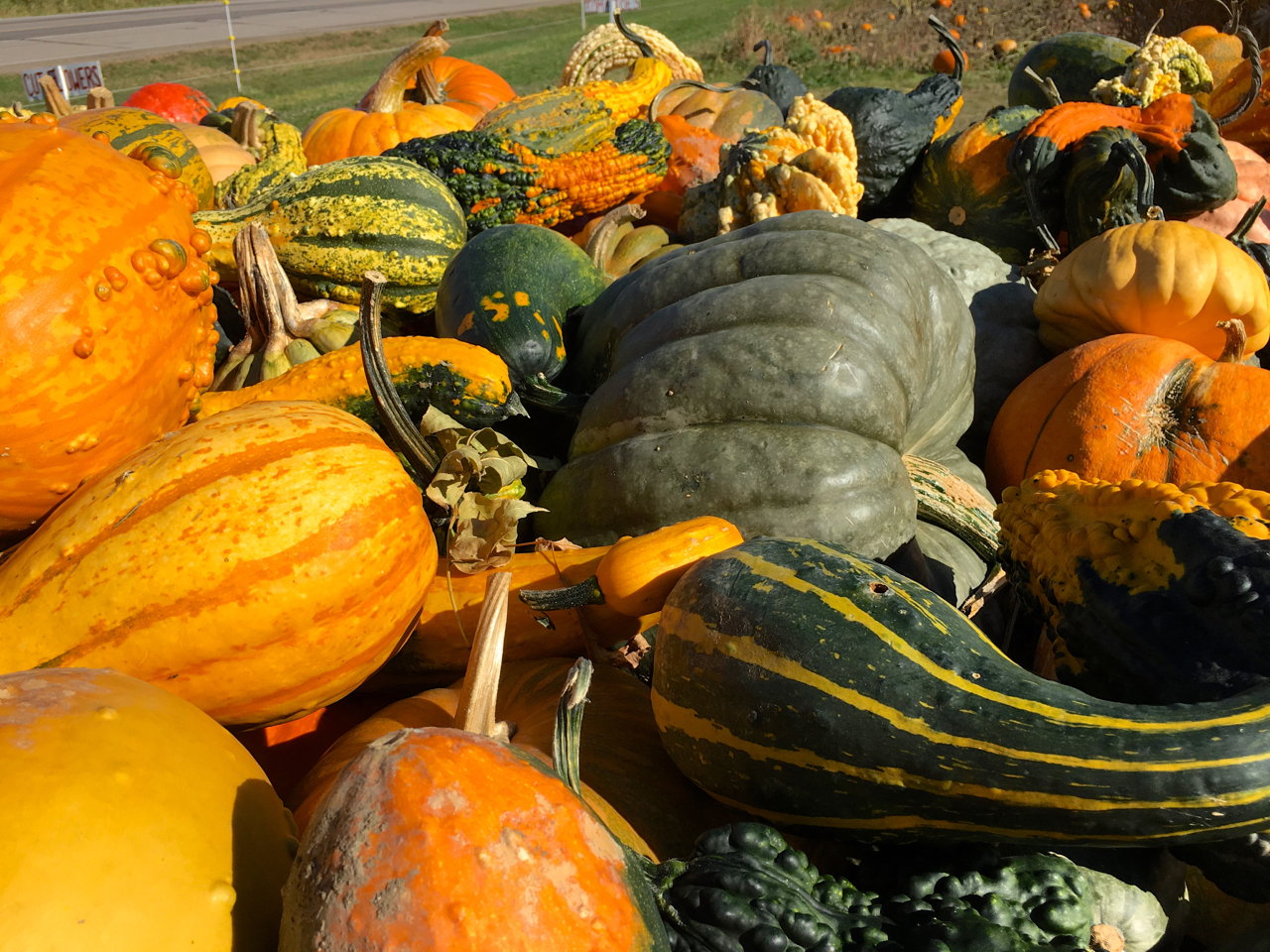 zehorit_pumpkin_patch_spiritedtable_photo1.jpg