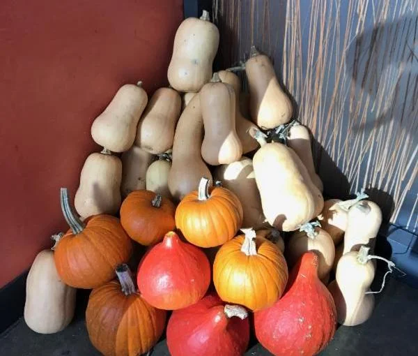 Squash at Spoonriver.jpg