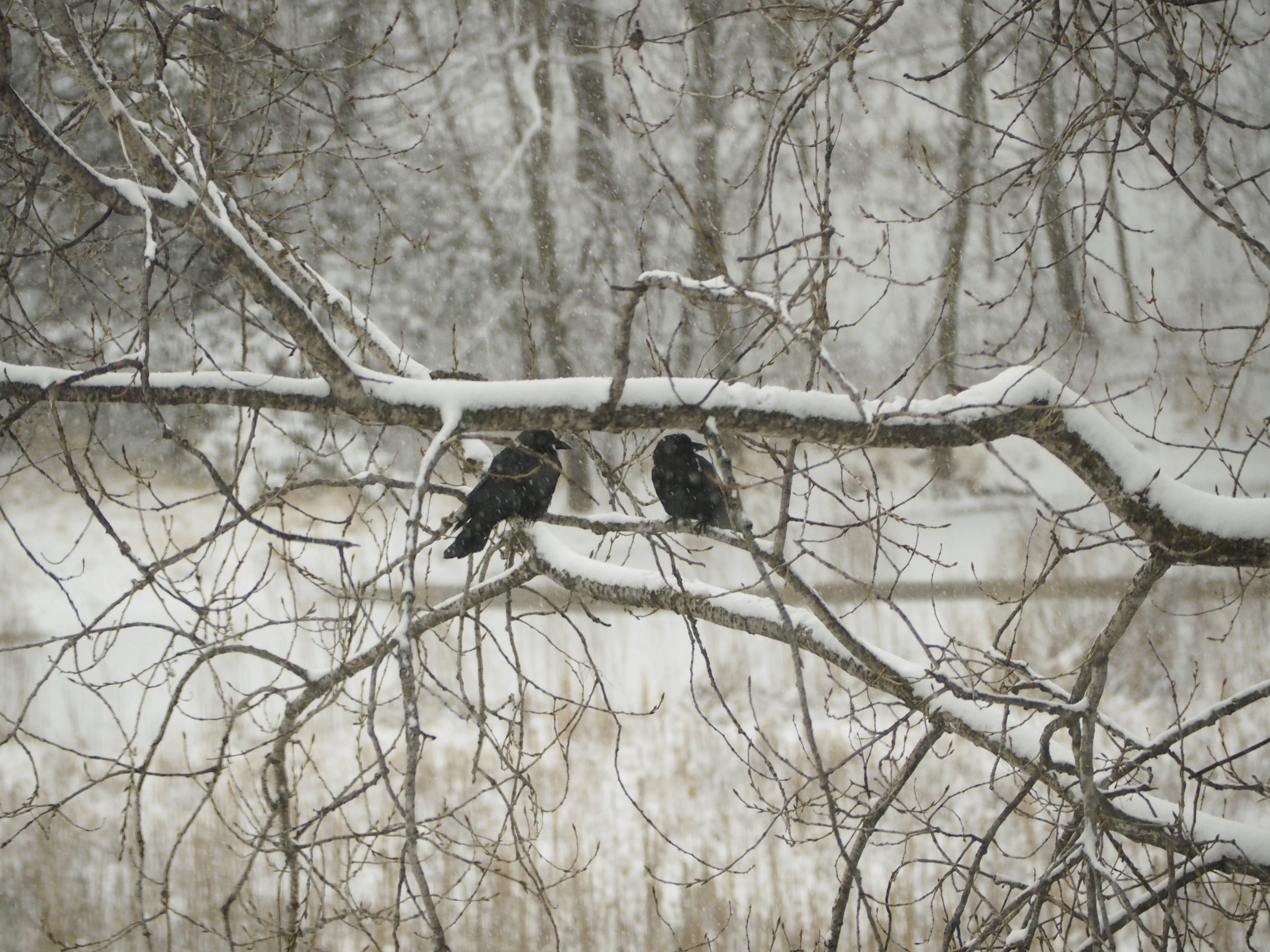 cindi_marsh_crows_spiritedtable_photo1.jpg