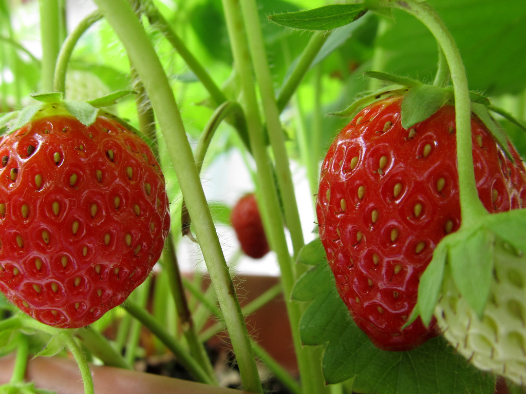 strawberries_raw.jpg