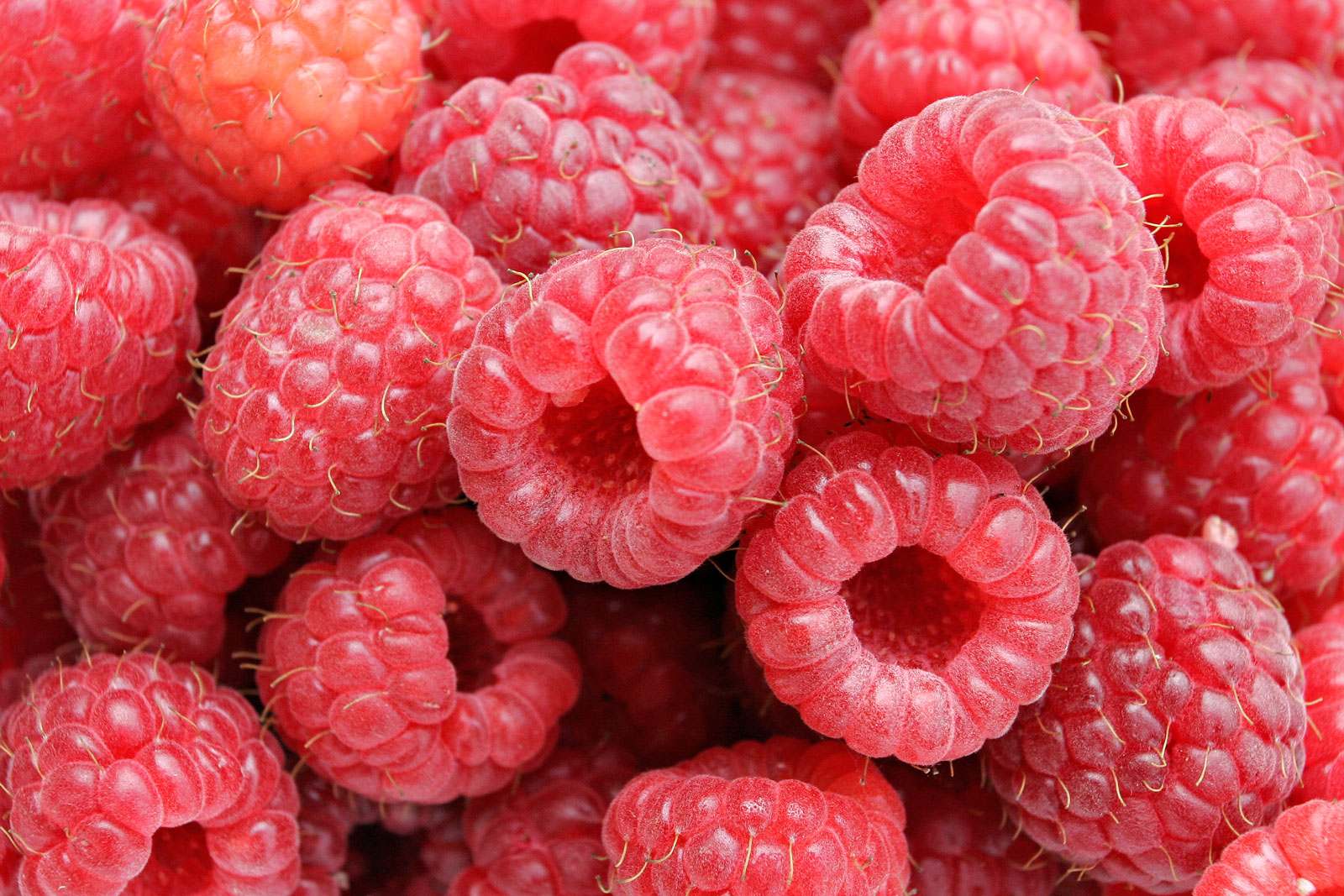 raspberries-01.jpg