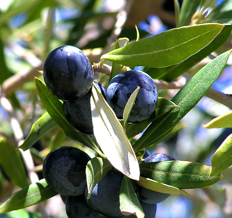 olives-tree.jpg