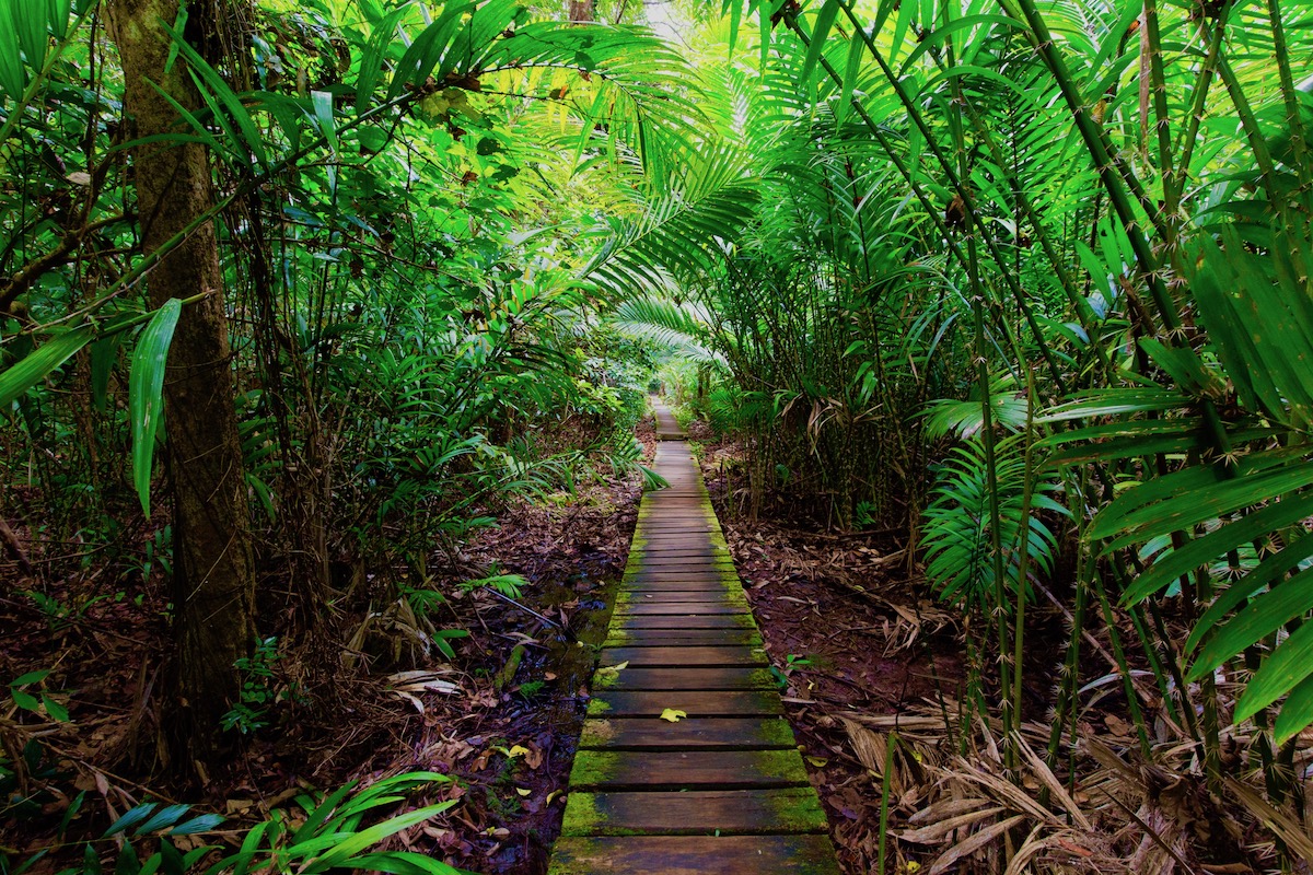 borneo_jungle_walkway_reduced.jpeg