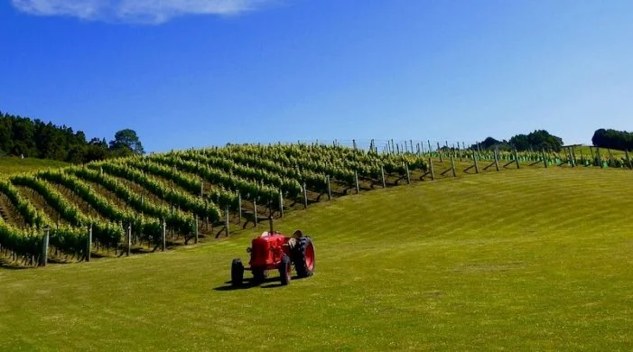 northland_new-zealand-wine-guide-701x390.jpg
