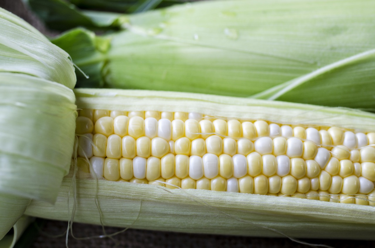 Corn Blog