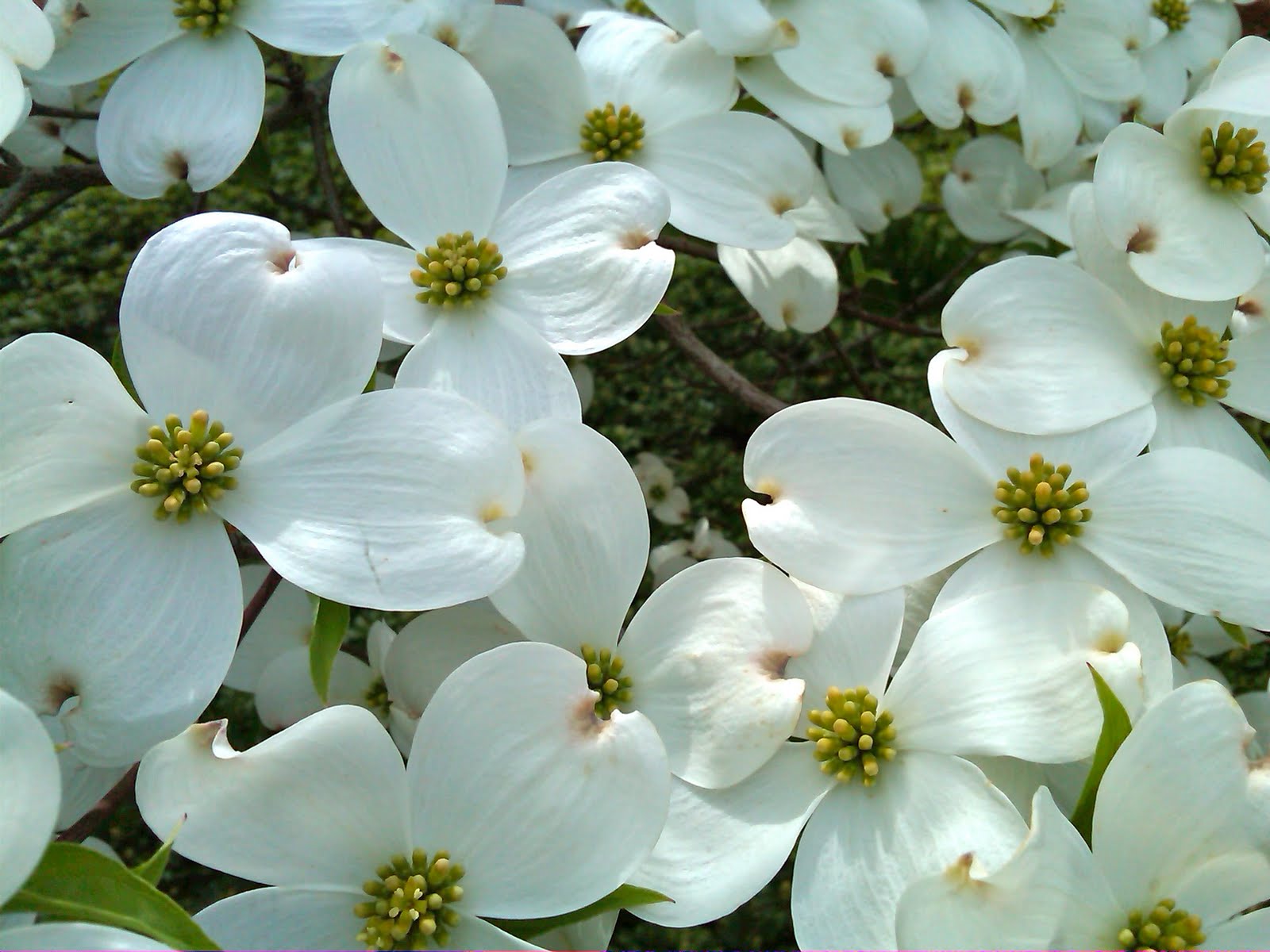 popular-state-flower-with-state-flower-of-virginia-the-american-dogwood.jpg