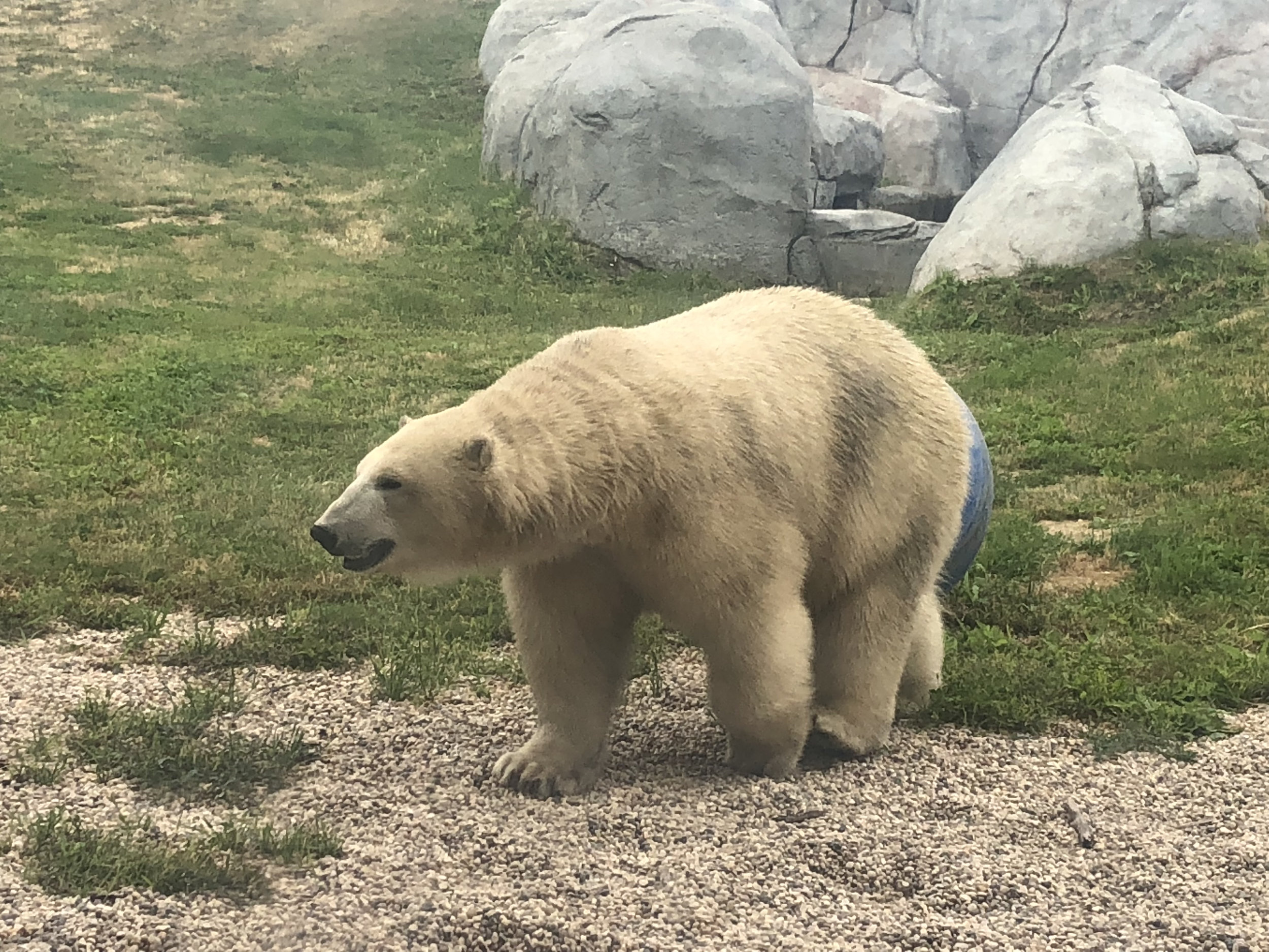 Teri_artic_canada_zoo_spiritedtable_photo03.jpg