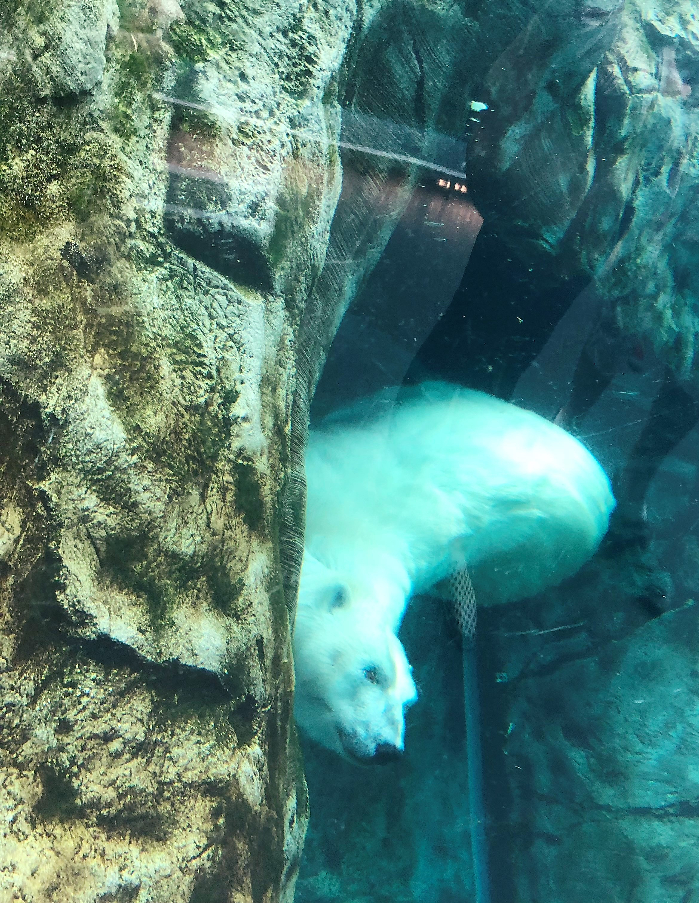 Teri_artic_canada_zoo_spiritedtable_photo06.jpg