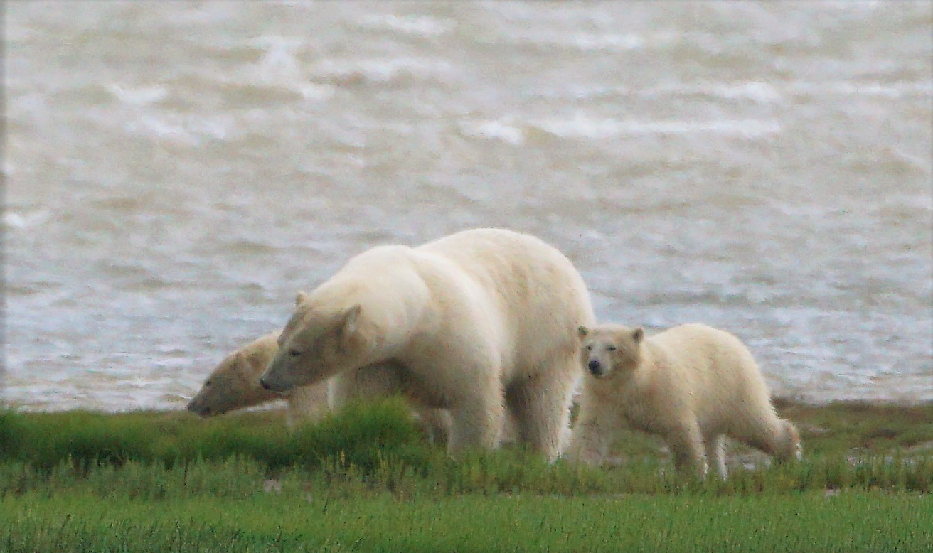 teri_arctic_canada_polarbeer_spiritedtable_photo41.jpg