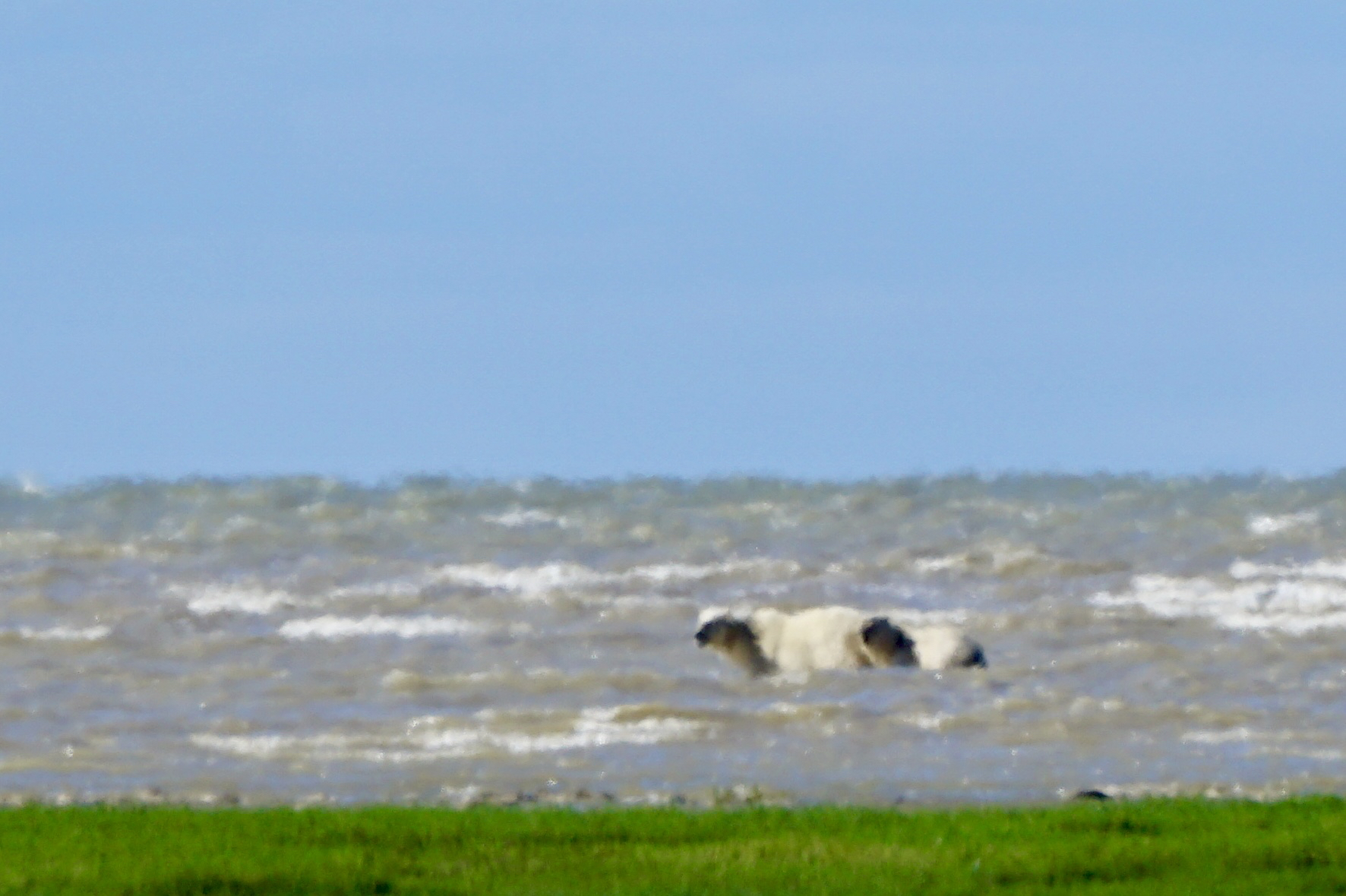 teri_arctic_canada_polarbeer_spiritedtable_photo03.jpg