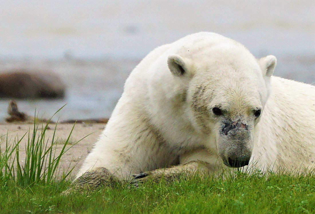 teri_arctic_canada_polarbeer_spiritedtable_photo26.jpg