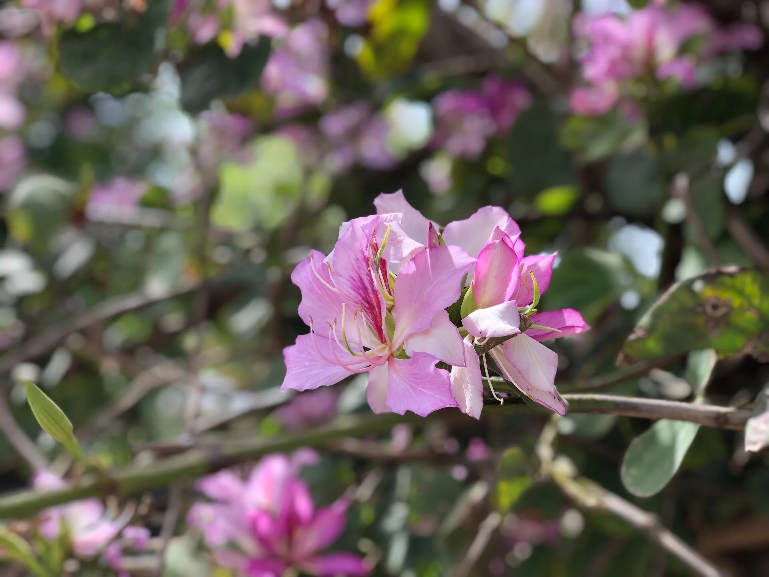IMG_7784.jpeg