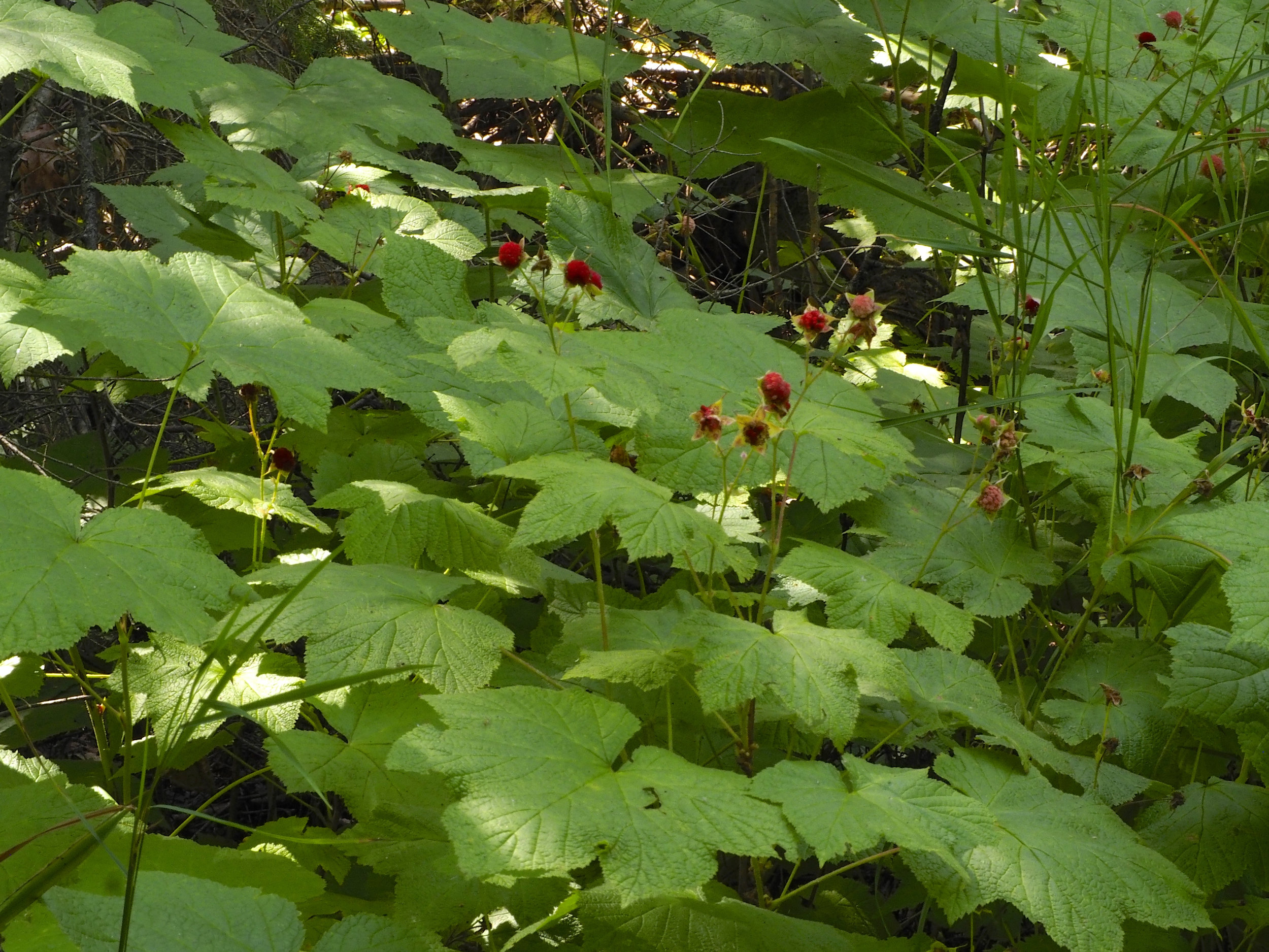 cindi_Madeline_NationalForest_Bog_spiritedtable_photo02.jpg