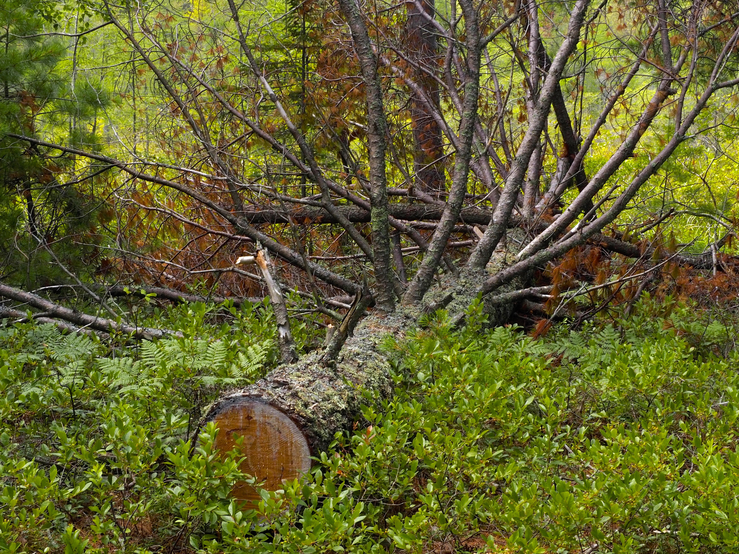 cindi_Madeline_NationalForest_Bog_spiritedtable_photo05.jpg
