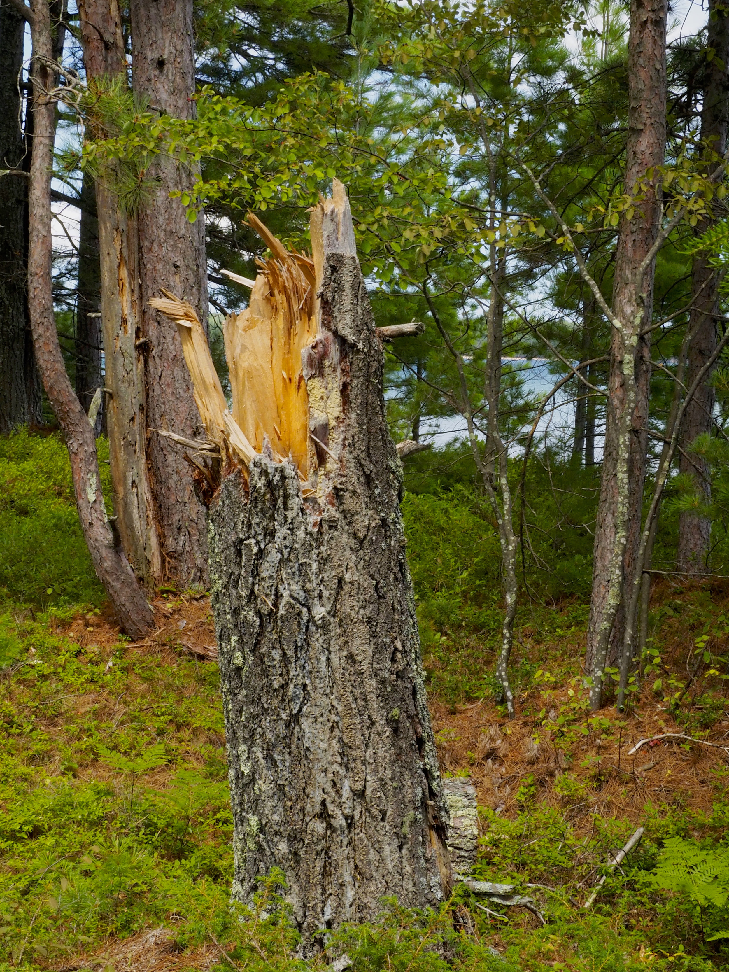 cindi_Madeline_NationalForest_Bog_spiritedtable_photo06.jpg