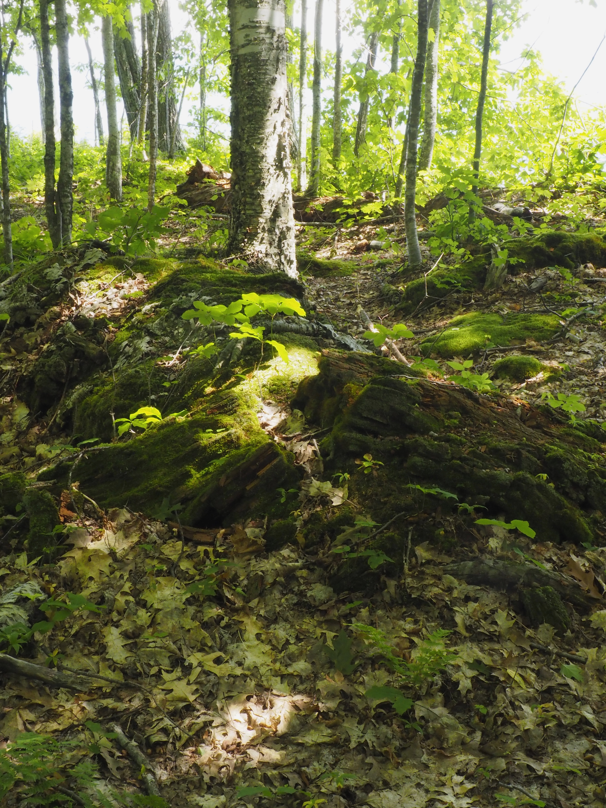 cindi_Madeline_NationalForest_rockcliffs_spiritedtable_photo06.jpg