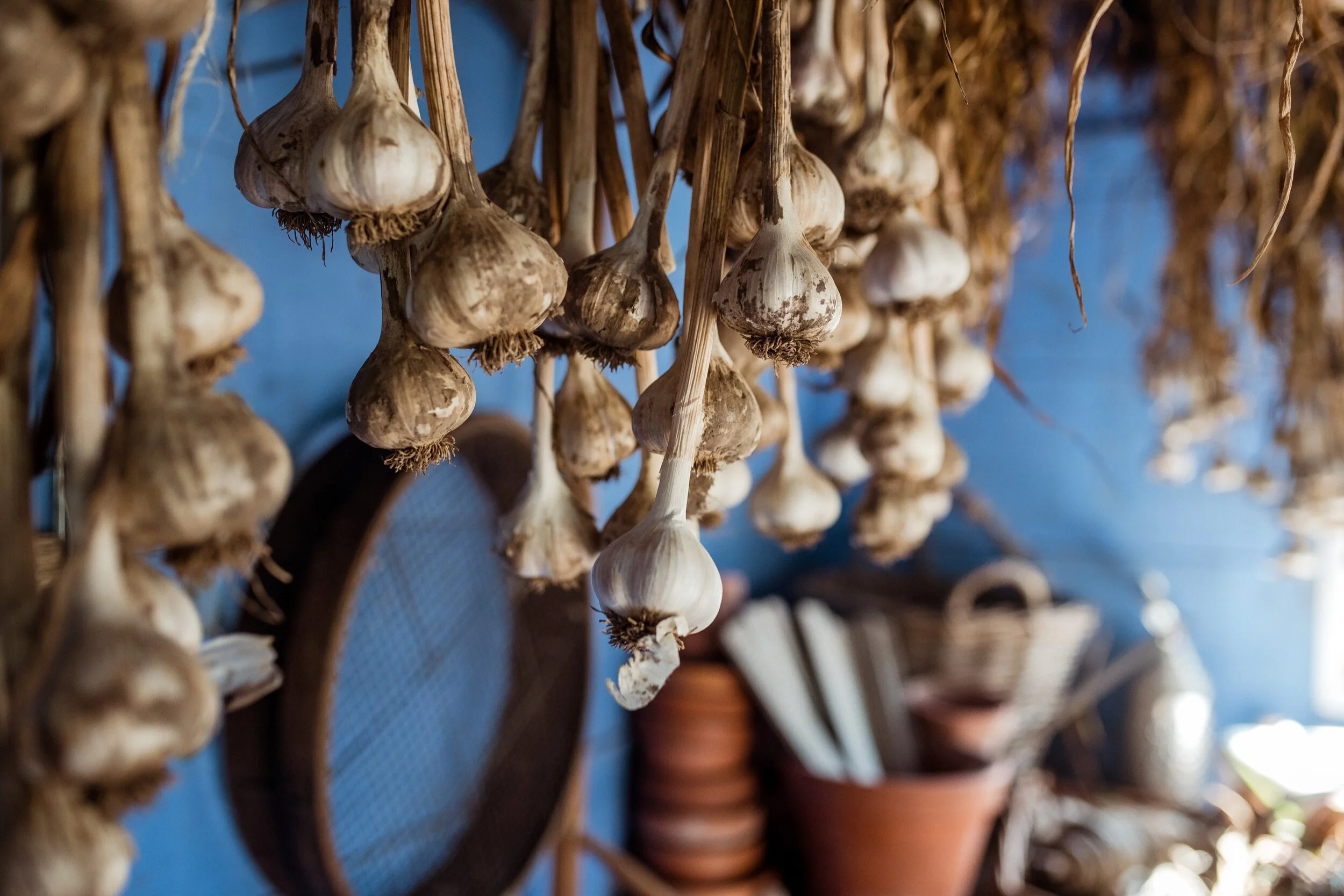 Hardneck garlic, much of it native to states of the former ussr, thrives in the Upper Midwest.